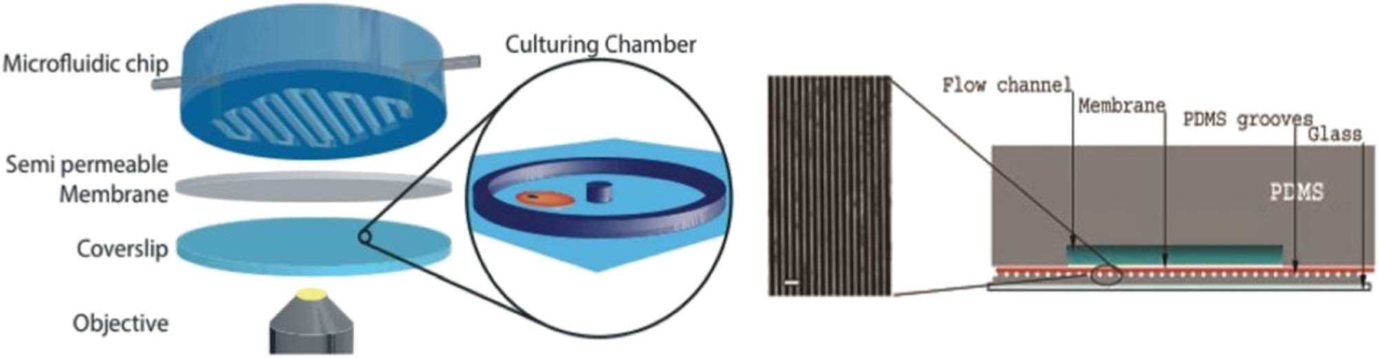 Figure 2 
                  Microfluidic devices that use PDMS channels to trap cells. Left: 3D model of the microfluidic device from ref. [26], showing the semipermeable membrane that covers the patterned microchambers in the coverslip. The PDMS chip diffuses media through the membrane. Right: Representation of the microdevice used in ref. [27] to culture cells in PDMS grooves covered by a membrane, fed by diffusion through a flow channel encapsulated in a PDMS chip. Images reproduced with permission from Lab Chip (left, [26]) and Science (right, [28]).
               