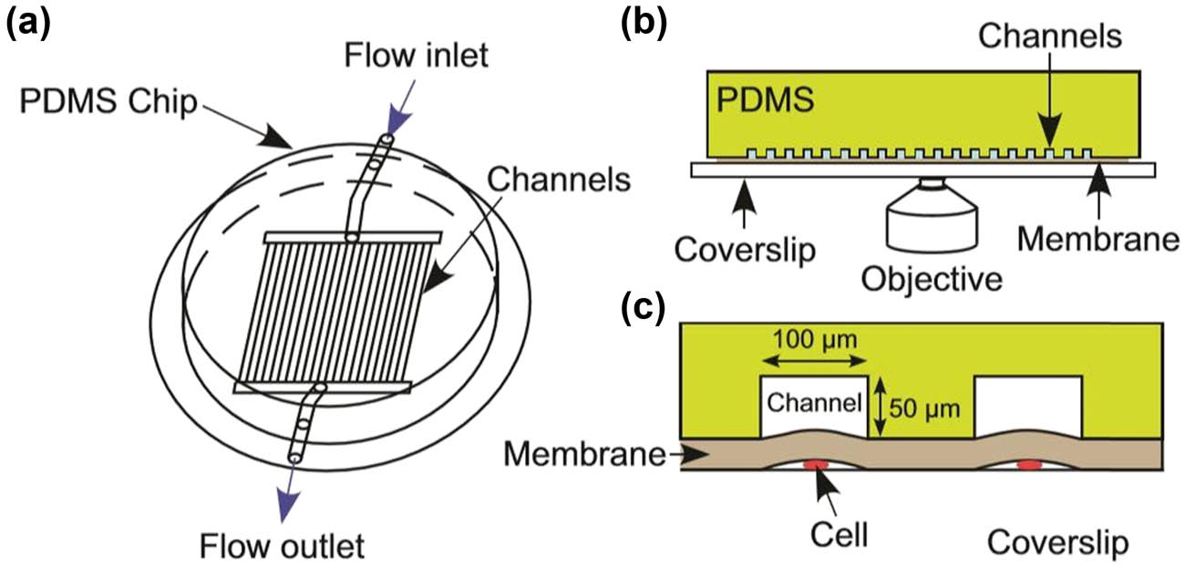 Figure 4 
                  Schematic of the PDMS microfluidic chip mounted on a cellulose membrane and a glass coverslip for time-lapse imaging. (a) Top view depicting inlet, outlet, and parallel channels. (b) Cross-sectional view of the channels in the PDMS chip. (c) Closeup to the cells growing in the microchambers, covered by a membrane to allow media diffusion from the channels. Image reproduced with permission from Science [29].
               