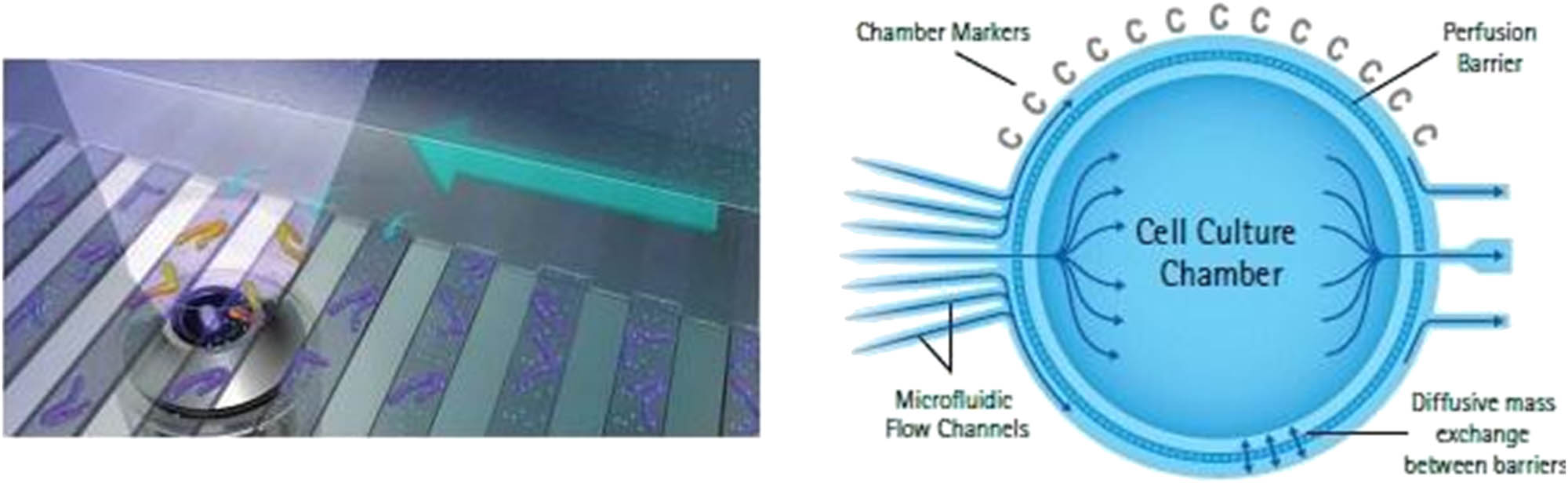 Figure 6 
               Left: Representation of the microfluidic device developed in ref. [44] for long-term imaging of bacteria, consisting of the main flow channel (big blue arrow) that diffuses into the cell channels. Right: Scheme of the microfluidic chambers present in the CellASIC ONIX2 Microfluidic plate used in refs [45–47]. A membrane covers the cell culture chamber allowing mass diffusion of liquids from the microfluidic channels. Images reproduced with permission from Science (left, [44]) and from Merkmillipore webpage (right, http://merckmillipore.com/).
            