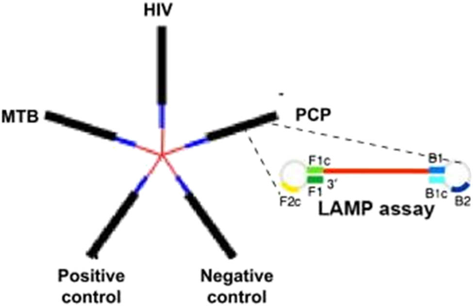 Figure 8 
                  Schematic representation of the five-channel µLAMP-based microfluidic device. The amplification pools in the channels are filled with the sample and the LAMP reaction buffer, then sealed. Positive samples form a white magnesium pyrophosphate precipitate that can be assessed with the naked eye or using agarose gel electrophoresis. Image reproduced with permission from Talanta [62].
               