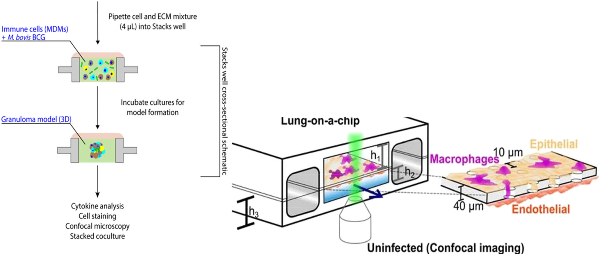 Figure 9 
                  3D organ-on-a-chip models for Mtb interaction with lung tissue. Left: Workflow showing the setup of a microfluidic device containing granuloma microspheres grown in a suspended microfluidics “Stack system” from ref. [76]. Immune and Mycobacteria cells arrange in collagen matrix into a 3D granuloma model. Right: Schematic representation of the lung-on-a-chip from ref. [77]. Alveolar epithelial cells and macrophages cover the upper face of the membrane in the air-filled alveolar channel, while endothelial cells reside in the lower, liquid-filled channel. The tissues able to maintain this interface are infected with Mtb and imaged with confocal microscopy. Images adapted with permission from Front Bioeng Biotechnol. (left, [76]) and eLife (right, [77]).
               