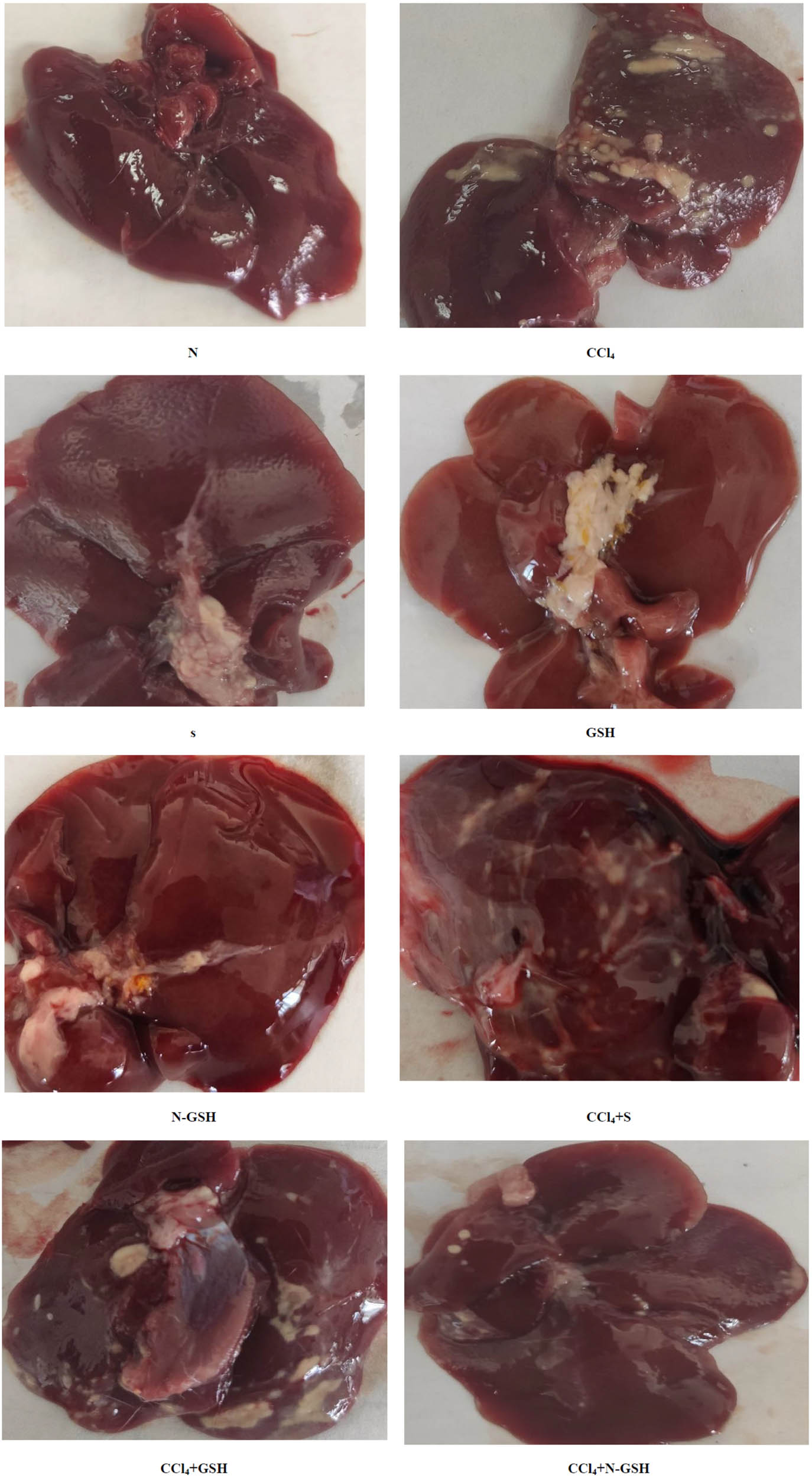 Figure 9 
                  Macroscopic examination of the liver tissues from N, normal rats; CCl4, treated rats; S, silymarin-treated rats; GSH, glutathione-treated rats; N-GSH, nano-glutathione-treated rats; CCl4 + S, CCl4 + silymarin-treated rats; CCl4 + GSH, CCl4 + glutathione-treated rats; and CCl4 + N-GSH, CCl4 + nanoglutathione-treated rats.
               