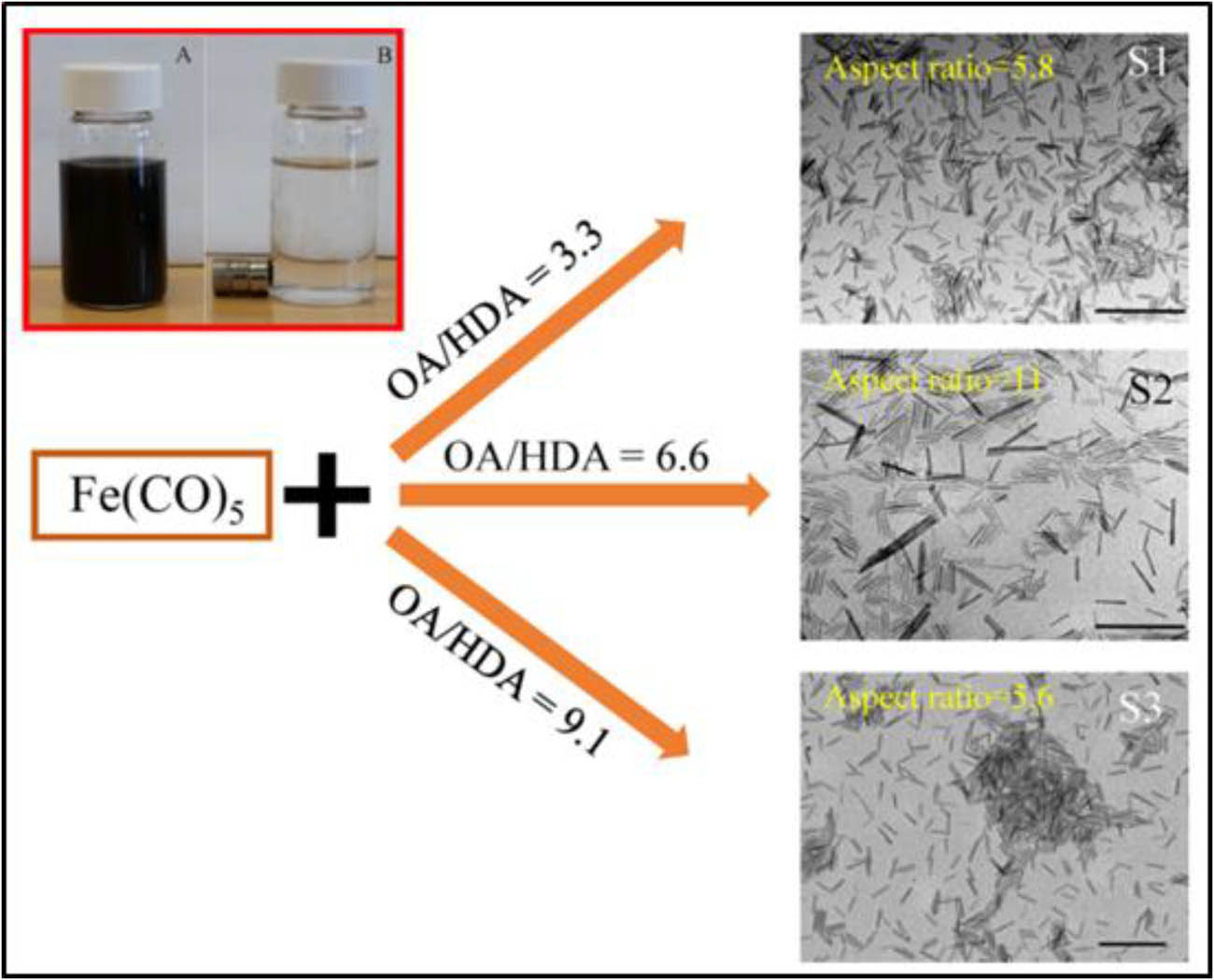Figure 3 
                  Scheme for the synthesis of magnetite nanorods with tunable aspect ratios. Nanorods are monodispersed in A in the absence of a magnet, while B shows the same nanorods with an external magnet [83].
               