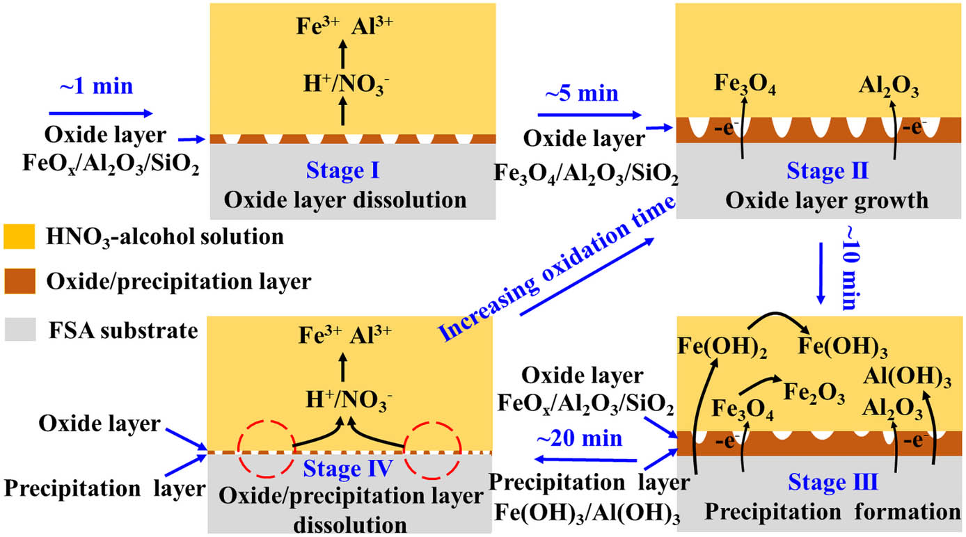 Figure 3 
               Schematic showing the evolution mechanism of surface corrosion products of FSA powders oxidized with 20 wt% HNO3.
            