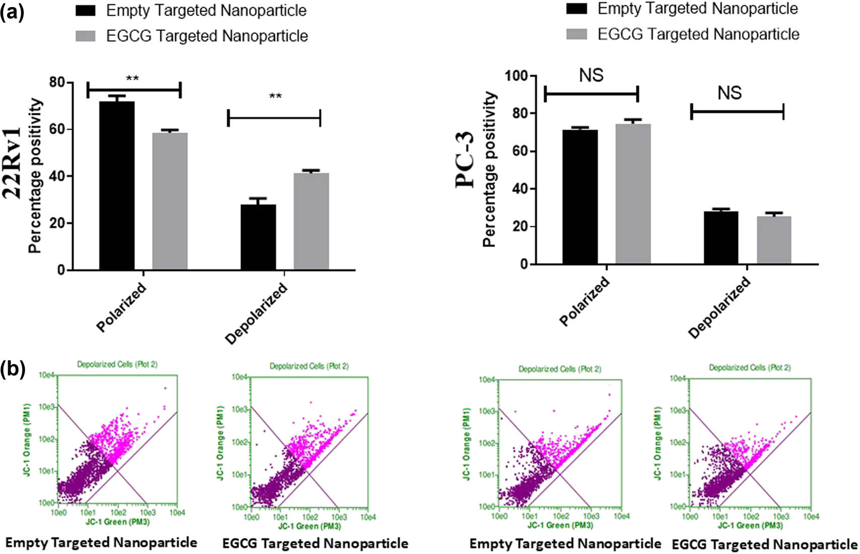 Figure 7 
                  EGCG-targeted nanoparticle induces depolarization in spheroids. Both 22Rv1 (a) and PC3 (b) were grown on poly-HEMA-coated plates and treated with either empty targeted nanoparticles or EGCG-targeted nanoparticles (6 µM) for 6 days. At the end of time point, JC-1 dye was added to the treated spheroids and incubated for 30 min at 37°C. Fluorescent intensity was measured using Guava Flow Cytometer at the standardized wavelength provided by the manufacturer. Values are shown as mean ± SEM (n = 6). *P < 0.05, **P < 0.01, and ***P < 0.001.
               