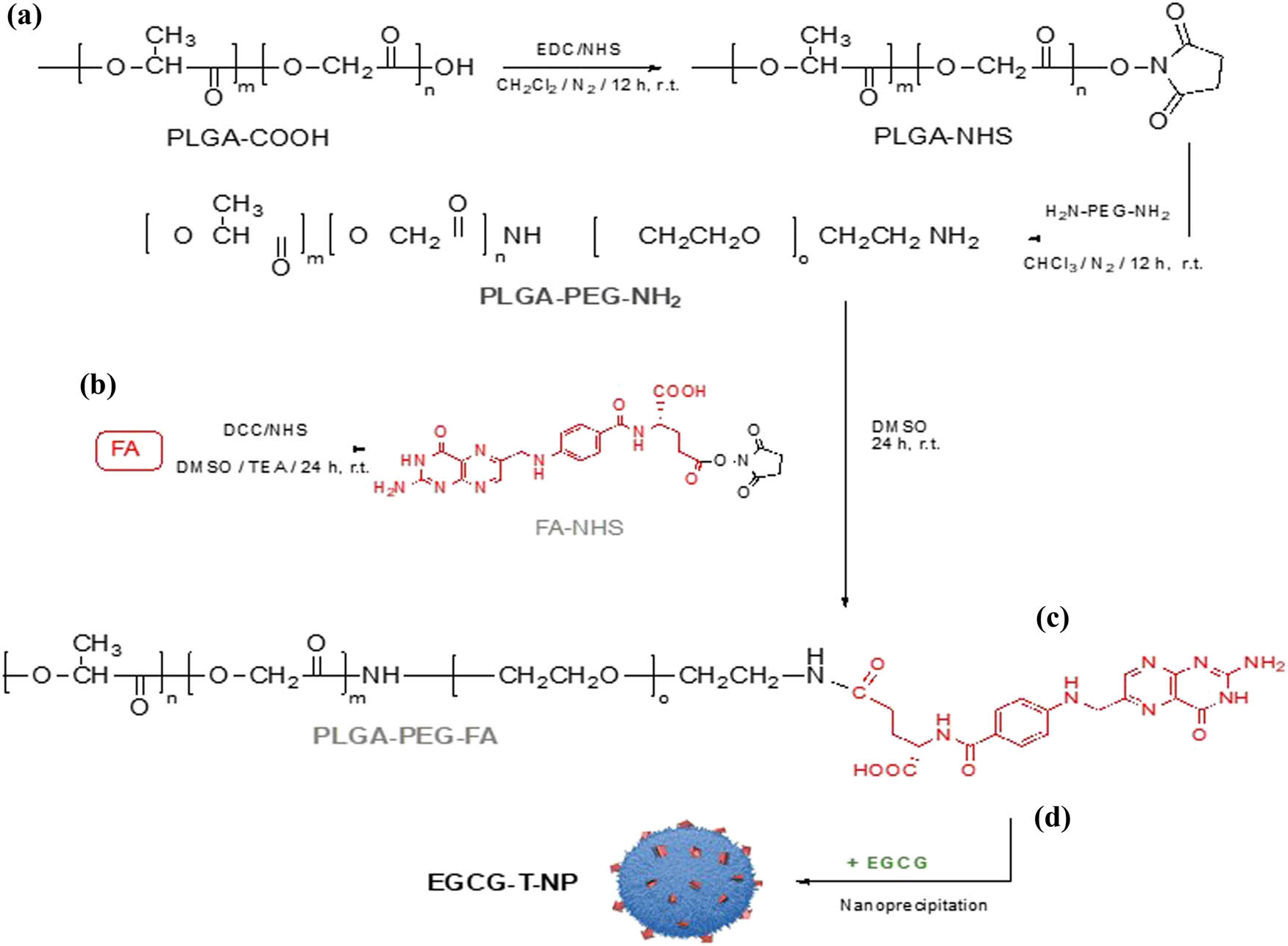 Scheme 1 
                  (a) Synthesis of copolymer PLGA–PEG–NH2, (b) FA–NHS intermediate, (c) tri-block-copolymer PLGA–PEG–FA, and (d) nanoformulation for EGCG-T-NP.
               