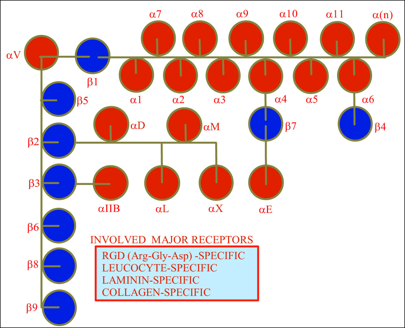 Figure 1 
               Integrin superfamily of vertebrates’ origins including humans. With the α and β subunits combining to form heterodimeric integrins, and the ongoing discoveries, the number of α and β subunits are increasing {(α)
                     n
                   and (β)
                     n
                  } to add to new integrin types.
            