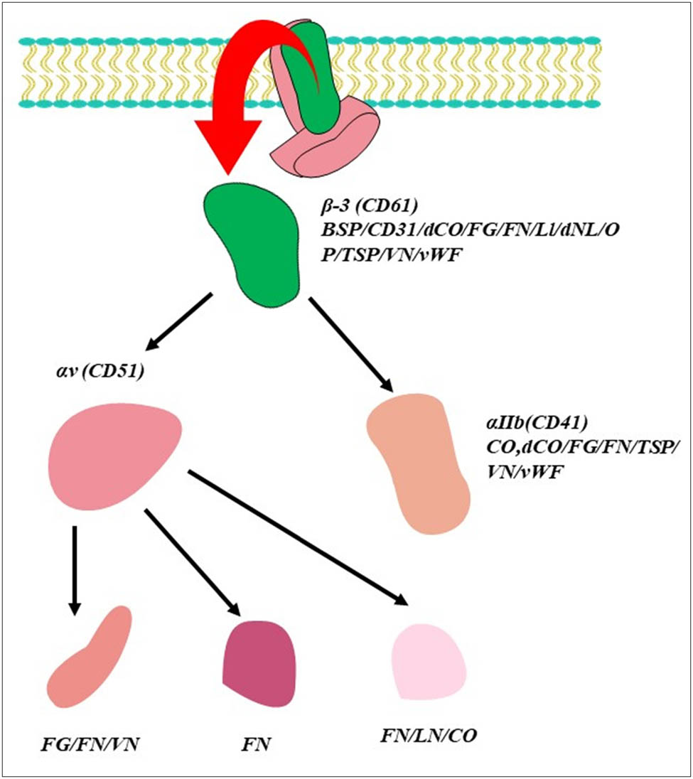 Figure 2 
               Integrin α–β heterodimers identified and grouped according to the broad families, and the ligands bound by the heterodimer are presented in italics either under α subunit, β subunit, or adjacent to the αβ pair. Ligands BSP, bone sialoprotein; CD31, cluster of differentiation antigen 31; CO, collagens; dCO, denatured collagens; FG, fibrinogen; FN, fibronectin; L1, cell adhesion molecule; LN, laminins; dLN, denatured laminin; OP, osteopontin; TN, tenascin; TSP-1, thrombospondin; VN, vitronectin; vWF, von Willebrand fac. The ligands are listed in alphabetical order and are not presented as a major ligand for any of the receptors.
            