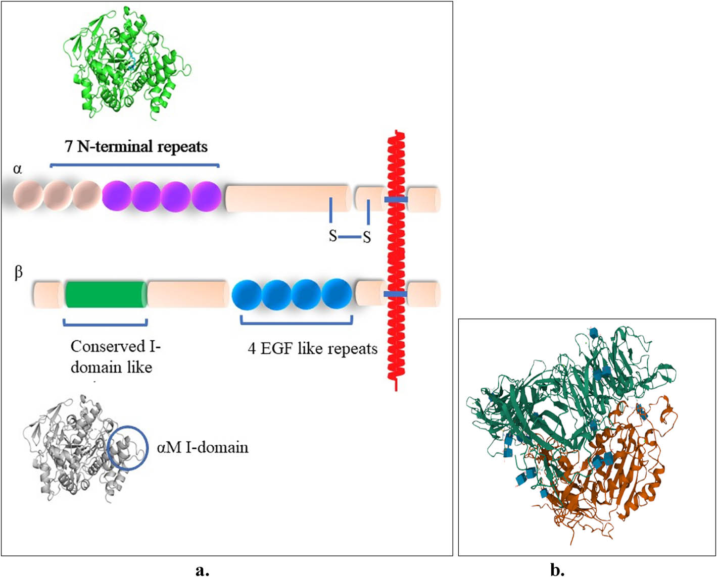 Figure 3 
               (a) Schematic diagram of an integrin α–β heterodimeric structure. Seven α subunits N-terminal repeats with the last four containing EF-hand-like divalent cation-binding sites. The seven repeats fold to form the β propeller part (β-sheets labeled as W1–W7). The putative I-domain-like structure of the integrin β subunit is also shown. The αM I-domains illustrate Rossmann folds as adopted by β I-domains. Down from the putative β I-domain-like motif are located four cysteine-rich epidermal growth factor-like repeats, inspired and with permission from Humphries [7]; (b) the crystal structure of the extracellular segment of the integrin ανβ3 with no bound RGD peptide. Source: Protein Data Bank, PDB code 1JV2) [14,21].
            