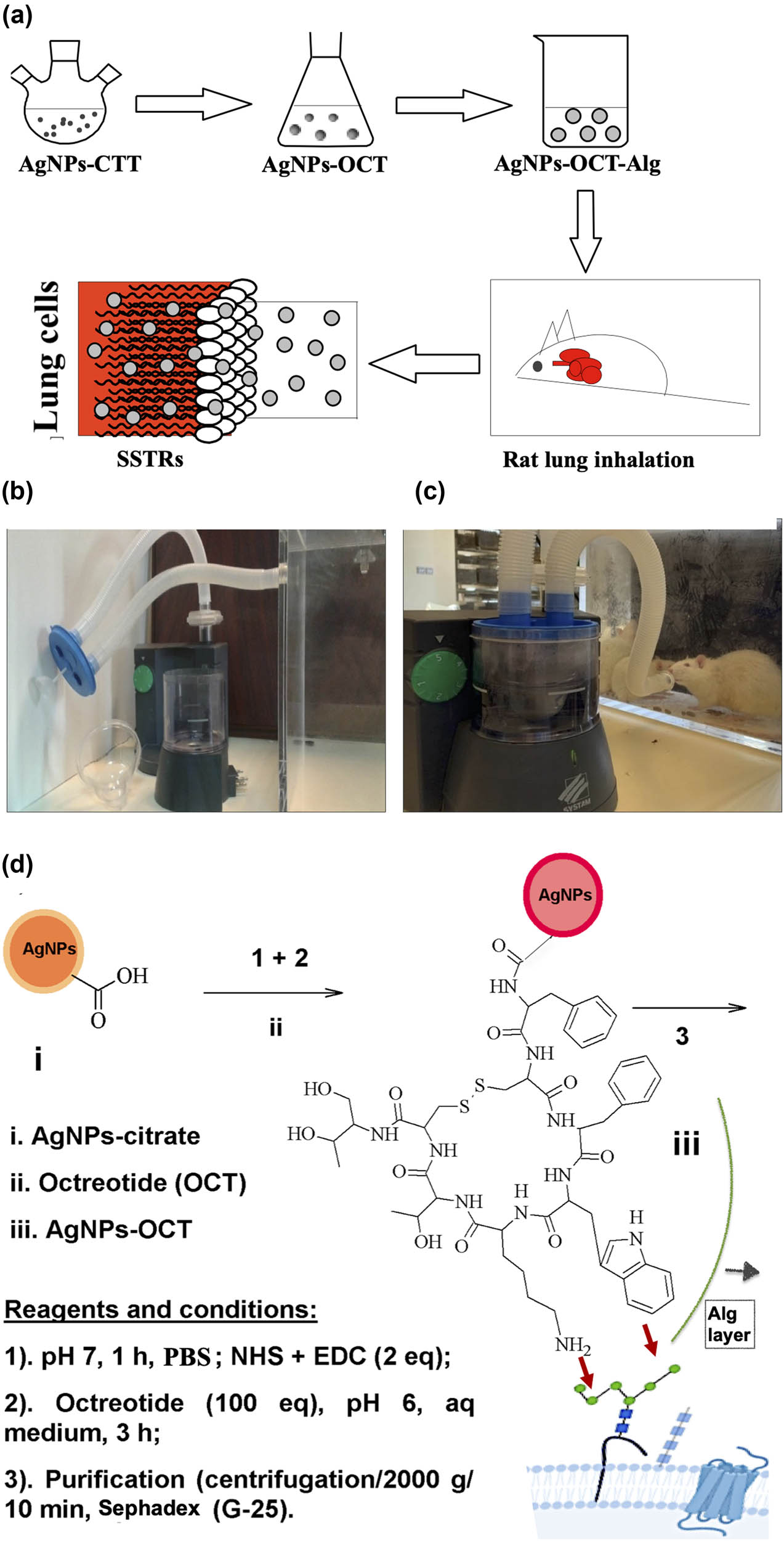 Figure 1
(a) Schematic diagram of AgNPs–OCT–Alg preparation and delivery to lung cells. (b and c) Nebulization of AgNPs–OCT–Alg among rats. (d) Schematic diagram of AgNPs–OCT synthesis; the AgNPs–OCT formed were coated with alginate for delivery to the lung cells and the proposed manner in which OCT fits into the SSTRs by interactions between lysine and phenylalanine.
