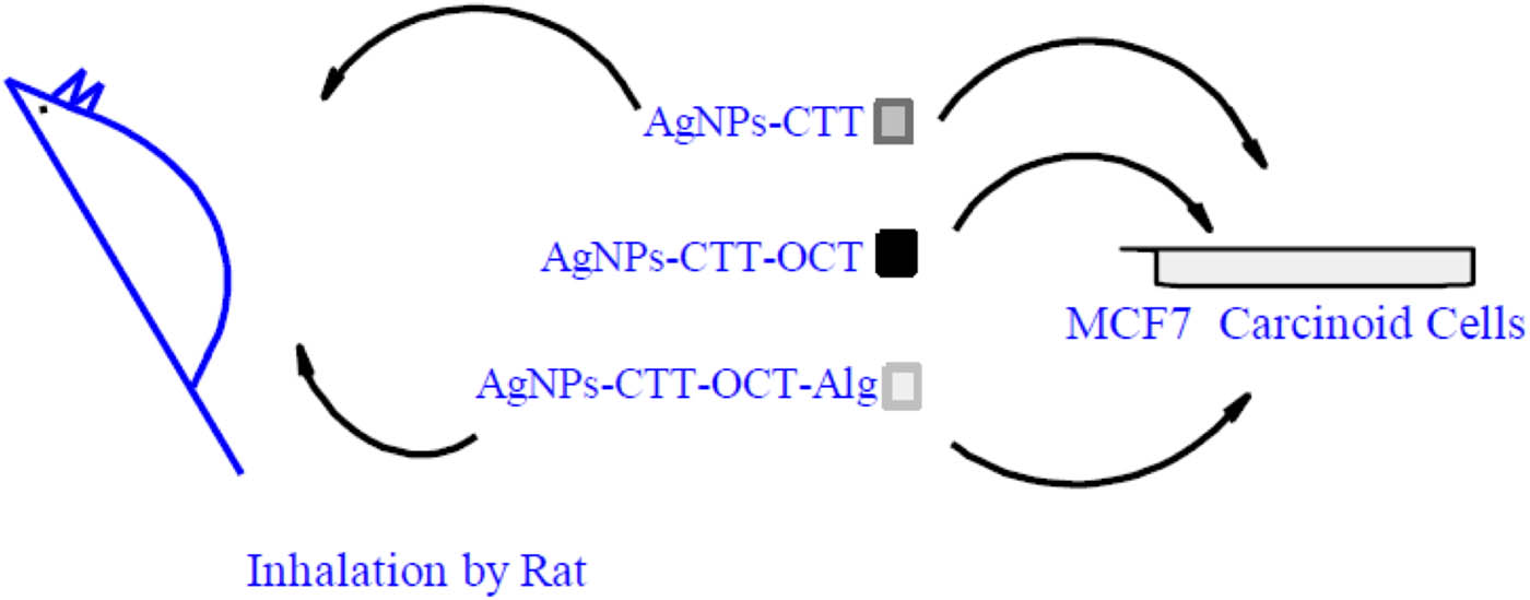 Figure 8
Schematic representation of the different types of AgNPs applied in in vitro and in vivo experiments.