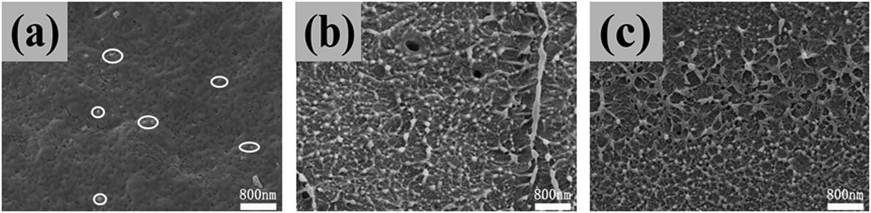 Figure 6 
                  SEM cross-sectional images of PVDF–HFP/Ni composite films (initial crystallized): (a) 0.05 wt% (×20k), (b) 0.1 wt% (×20k), and (c) 0.3 wt% (×20k).
               