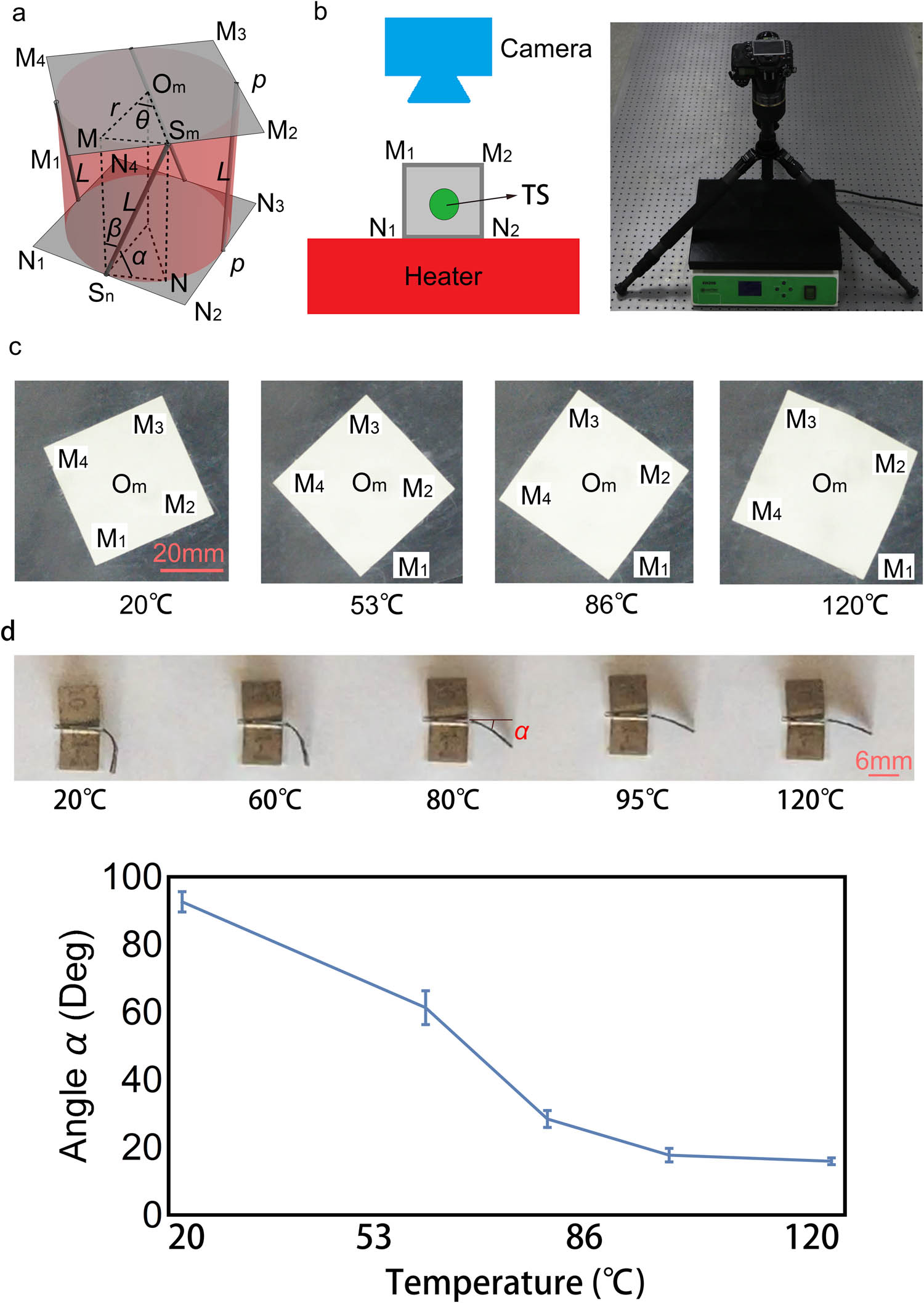 Figure 1 
               (a) Geometrical model of the motor with four spokes. (b) Experimental scheme and photograph of the experimental setup. (c) Photographs of the motor’s upper surface captured at four instantaneous moments. (d) Photographs of a TiNi SMA sheet with one side fixed during heating. Half of the TiNi SMA sheet is fixed between two “V”-shaped steel sheets, and another half is free. The plot shows angle 
                     
                        
                        
                           α
                        
                        \alpha 
                     
                   as a function of temperature. The error bars are based on four SMA sheets. Each SMA sheet was measured three times.
            