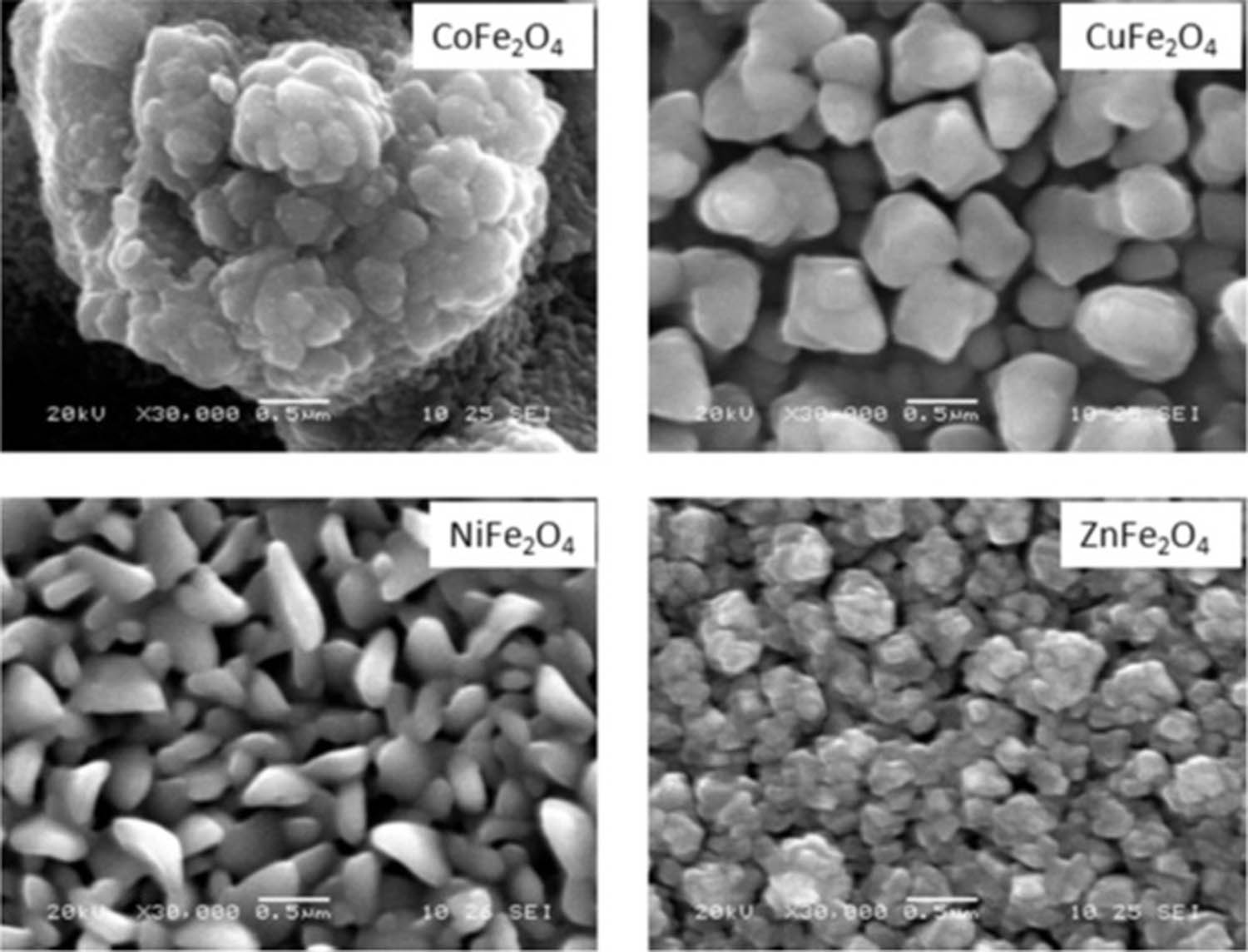 Figure 10 
                  SEM images of spray deposited and air-annealed (Co, Cu, Ni, Zn) ferrite thin films. Adapted from ref. [56].
               