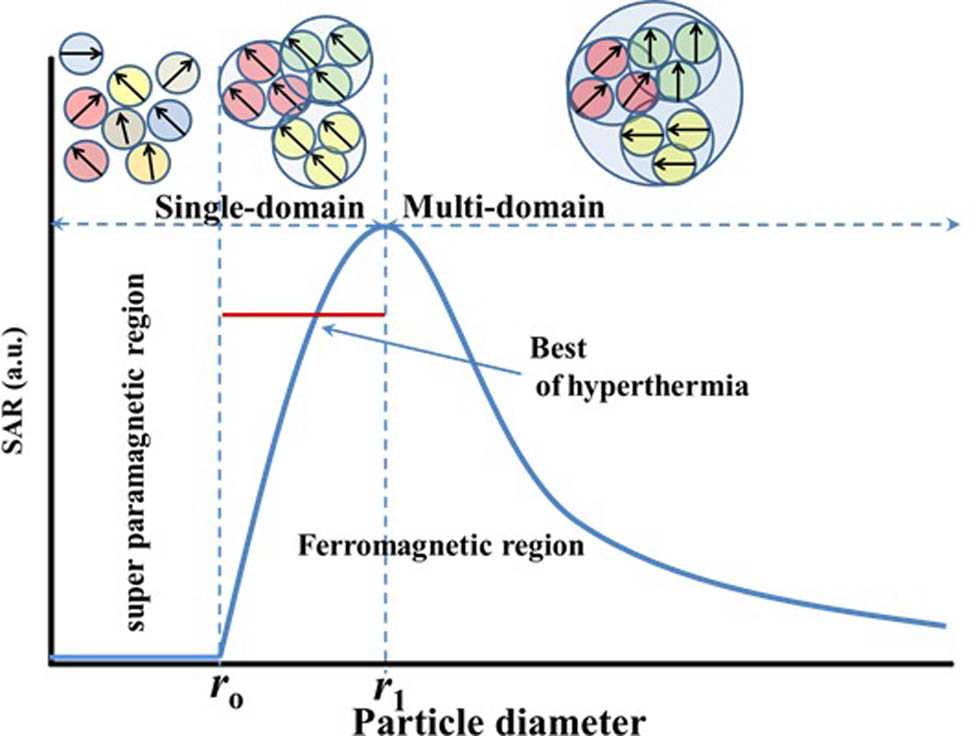Figure 16 
               The dependence of SAR on the NP size. The domain magnetic structure of the SF particle would fall into the SPM region (dis-alignment) if their diameter size is smaller than the critical size r
                  o; in contrast, if the size of the SF particle is bigger than r
                  o, the SPM states transform to a single domain (full alignment); and if the size increases to twice the critical size r
                  o, the magnetic structure of SF transforms to the multidomain region. As a result, particles in the r
                  o − 2r
                  o size range are predicted to be used in hyperthermia cancer therapy.
            