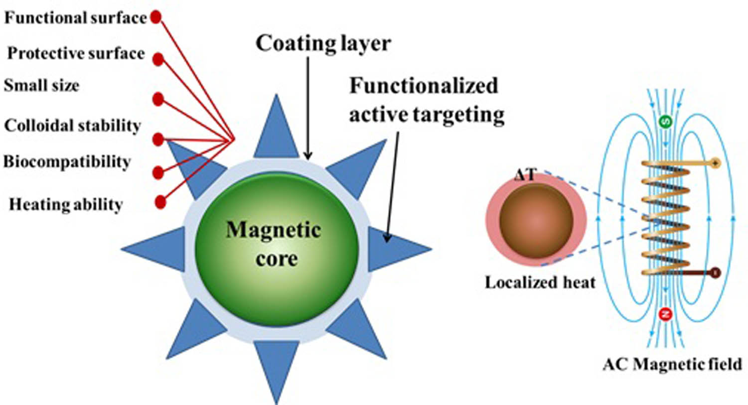Figure 17 
               The SF coating with a polymer, the control of SF particle size, shape, biocompatibility, dispersion, and quality. Because of the unique multifunctional characteristics resulting from the wide diversity of functional groups within the polymer structure, it is likely to improve the hyperthermia therapy of SF. This coating layer can also protect SF surfaces against proteins, cell adsorption, and tissue penetration, extending particle circulation duration for in vivo hyperthermia applications.
            