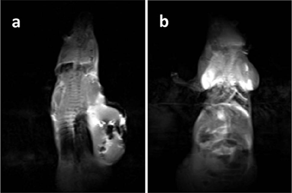 Figure 24 
               MRI scans of mice with (a) NPs and hyperthermia; and (b) NPs without hyperthermia treatment. Adapted from ref. [144] with permission from Elsevier™.
            