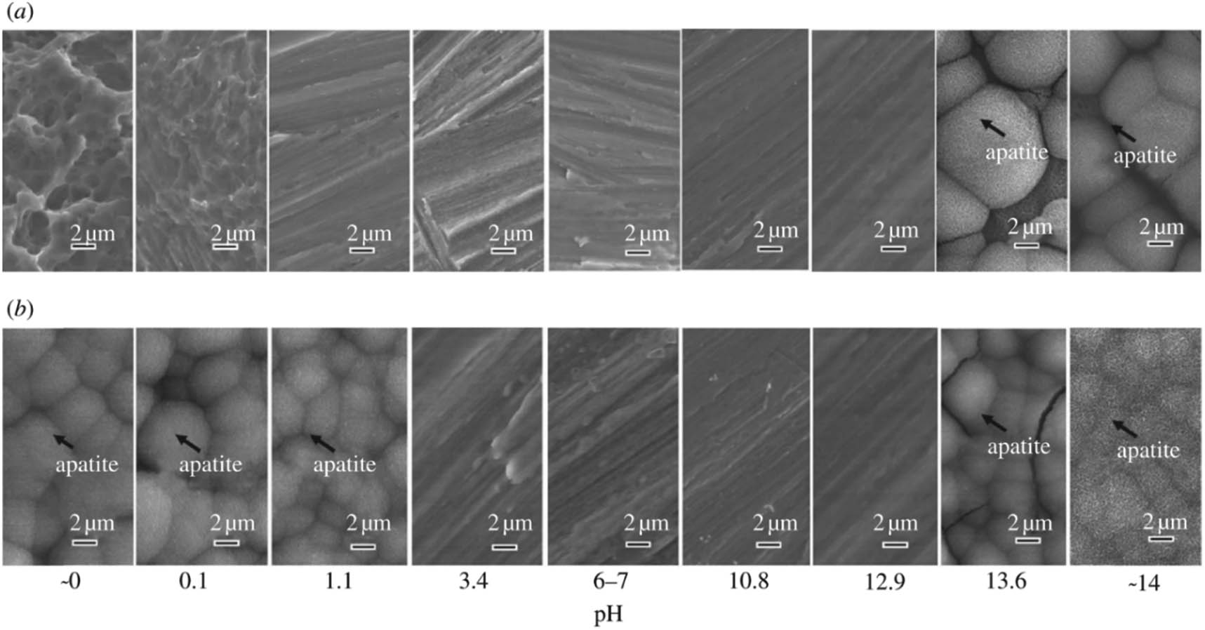 Figure 4 
                     FE-SEM images of the Ti surface exposed to solutions with different pH values and subsequently immersed in SBF for 3 days (a) before and (b) after heat treatment [67]. Copyright 2012, The Royal Society.
                  