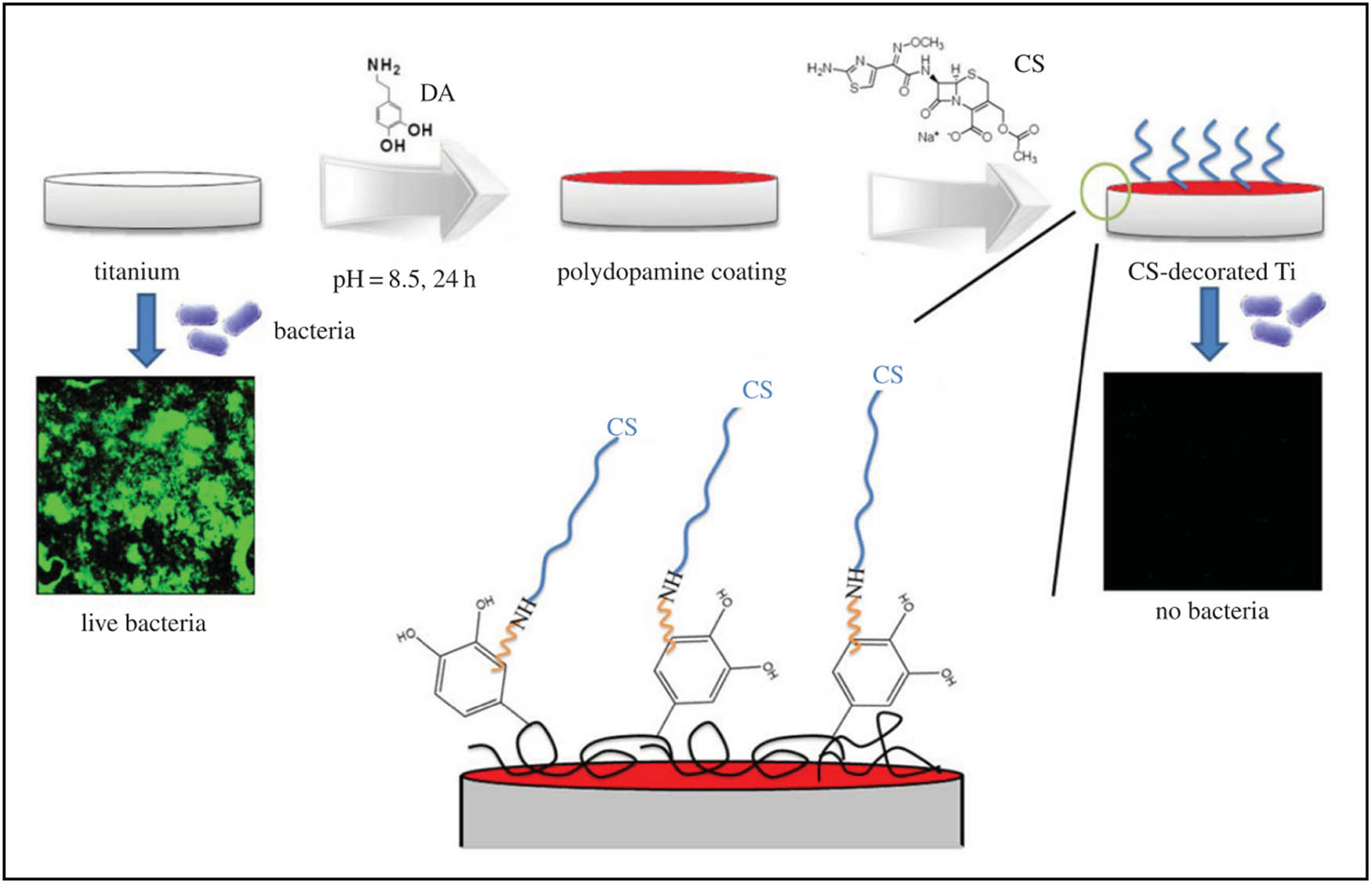 Figure 9 
                        Schematic illustration of the SAM process, preparing, and analyzing antibacterial activity of cefotaxime sodium-decorated Ti by coating polydopamine (PDA). The possible chemical structure, as well as the suggested reaction mechanism, is also shown [96]. Copyright 2014, Journal of the Royal Society Interface.
                     