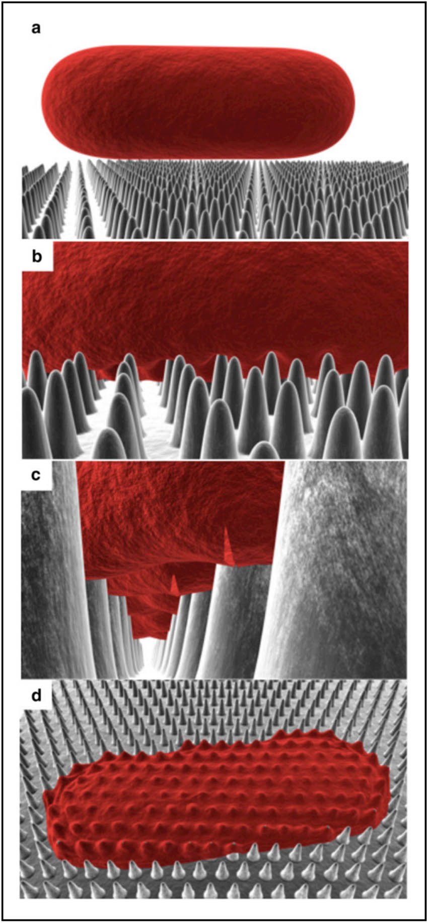 Figure 16 
               Schematic illustration of the mechano-bactericidal function of the surface. (a) Contacts of a bacteria cell with the wing nanopillar surface. (b) Adsorption of the membrane to the surface protrusions leads to stretching of the cell membrane. (c) Gradual progress of adsorption leads to broad stretching at the contact regions and ultimately (d) cell death [122]. Copyright 2013, Elsevier™.
            