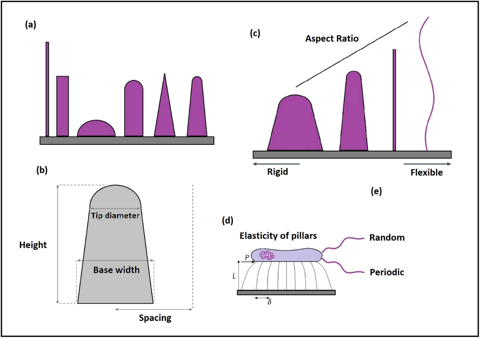 Figure 17 
               Schematic illustration of the physical parameters affecting the mechano-bactericidal activity of nanopillars and their derivations. (a) Examples of different nanopatterns with varied biocide levels. (b) The geometric characteristics are simplified based on the spacing, base diameter, tip diameter, and height. (c) Increasing the aspect ratio changes the rigid nanopillar to a flexible one, and subsequently, is accompanied by different cellular and antibacterial responses. (d) According to the aforementioned parameters, the strength of each individual nanopattern to impose physical forces on the cell membrane is related to the geometries. (e) Fabrication of nanopatterns can be either in random or periodic arrays. Therefore, the optimized mechano-bactericidal function demands significant attention to the geometric parameters and cautious fabrication.
            