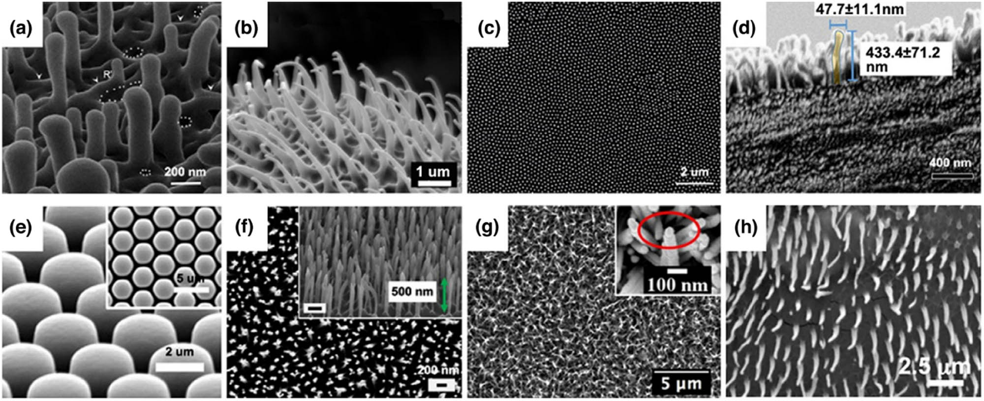 Figure 18 
                  SEM images of some (a–d) natural bactericidal nanotopography and (e–h) synthetic bactericidal nanotopography [131]. Copyright 2021, Elsevier™.
               