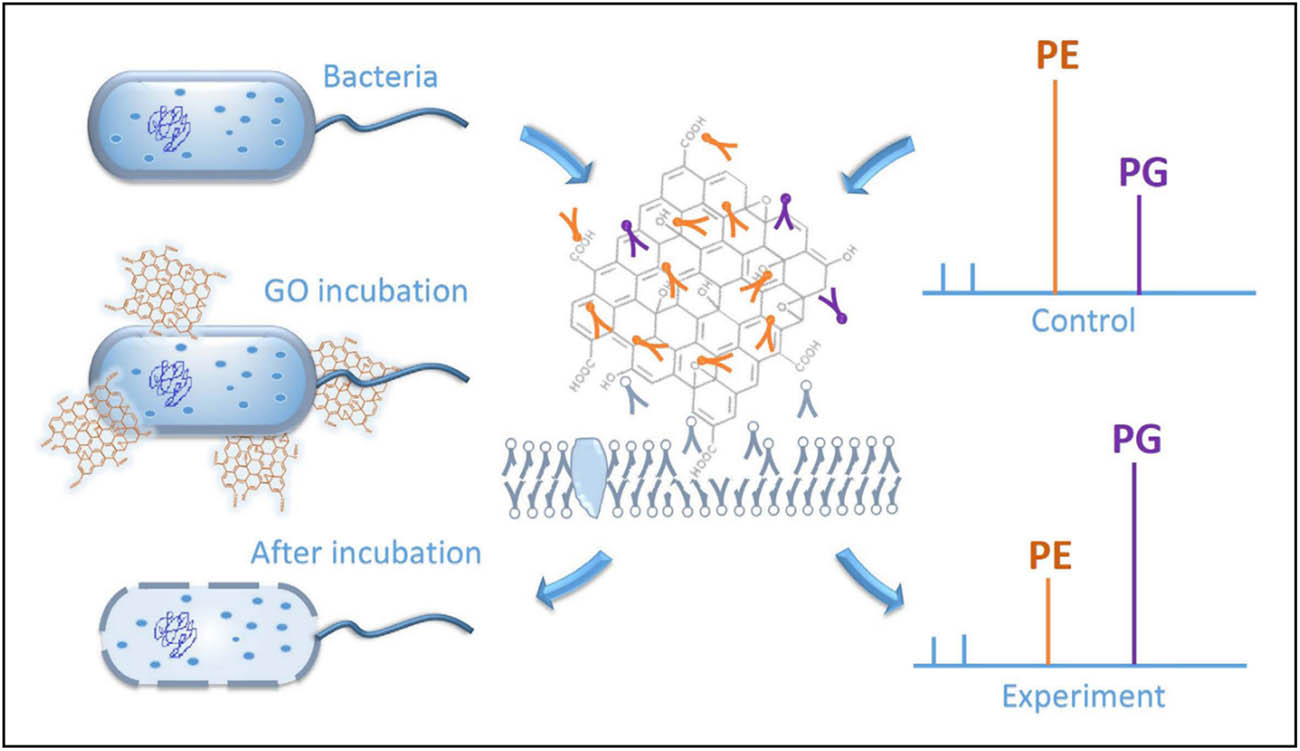 Figure 20 
                     Schematic illustration of the antibacterial activity of graphene oxide (GO)-based on mass spectrometry [157]. Copyright 2016, Scientific Reports.
                  