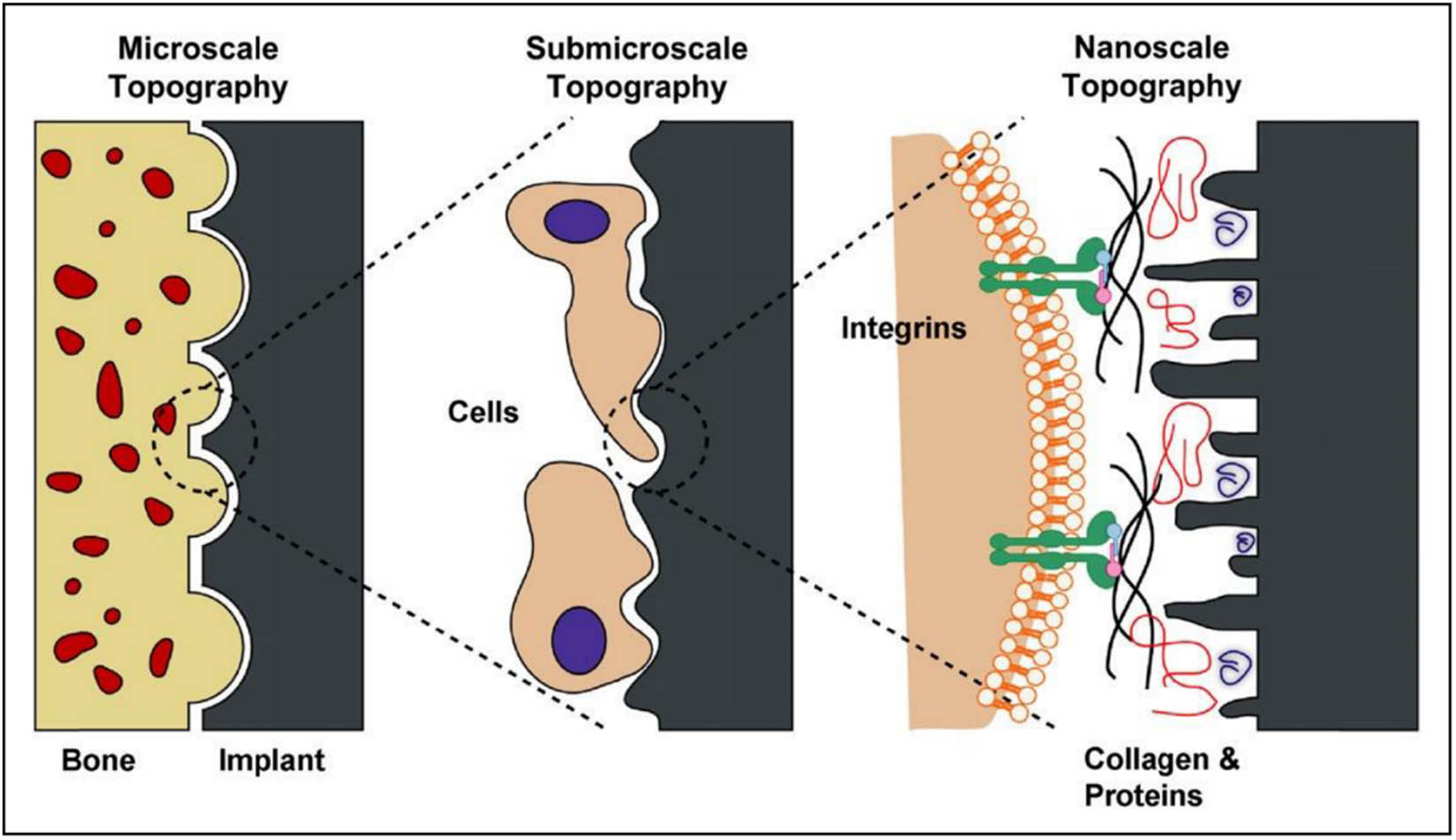 Figure 24 
                  Schematic illustration of the three levels of interactions between the bone and implant. At the macroscale level, the implant supplies acceptable mechanical stability to the bone. At the micro/ submicroscales, the implant is able to directly interact with osteoblasts and MSCs. At the nanoscale, cell membrane receptors, such as integrins, can recognize proteins adsorbed on the surface, which in turn are modulated by the nanostructures on the surface [342]. Copyright 2014, Elsevier™.
               