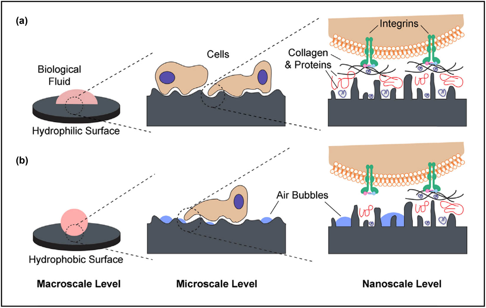 Figure 25 
                  Schematic illustration of possible interactions at three levels of a (a) hydrophilic and (b) hydrophobic surface. (a) Hydrophilic surface allows direct interaction with biological fluids and subsequent cell membrane receptors. (b) Hydrophobic surface is prone to hydrocarbon contamination that results in the entrapment of air bubbles and interference with the biological environment [356]. Copyright 2014, Elsevier™.
               