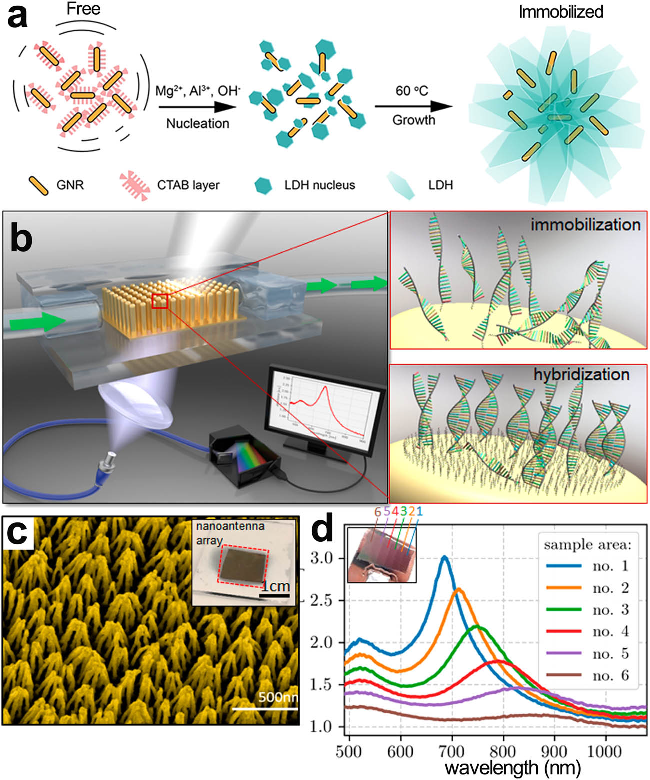 Figure 1 
               (a) Synthesis of GNR@LDH, reproduced with permission [78]. Copyright 2019, American Chemical Society. (b) Representative drawing of the LSPR-based biosensor for real-time detection; (c) SEM images of vertically aligned nanoantennas. (d) extinction spectra of nanoantennas with different aspect ratios measured at different spots on one and the same sample, reproduced with permission [80]. Copyright 2018, American Chemical Society.
            