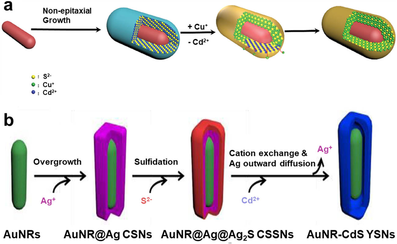 Figure 2 
               (a) Synthesis scheme of Au@Cu2−x
                  S CS NCs by cation exchange between Au@CdS nanocubes and Cu+ [36], reproduced with permission. Copyright 2020, American Chemical Society. (b) Schematic of the synthesis route of AuNR-CdS YSNs [82], reproduced with permission. Copyright 2018, Royal Society of Chemistry.
            
