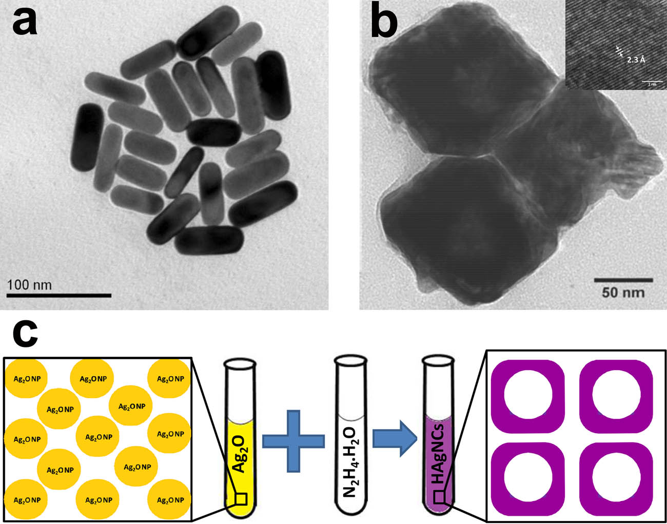 Figure 3 
                     (a) Transmission electron microscopy (TEM) images of Au NRs, reproduced with permission [118]. Copyright 2019, Royal Society of Chemistry. (b) HRTEM image of HAgNC-630 and (c) synthesis scheme of HAgNCs, reproduced with permission [119]. Copyright 2018, American Chemical Society.
                  