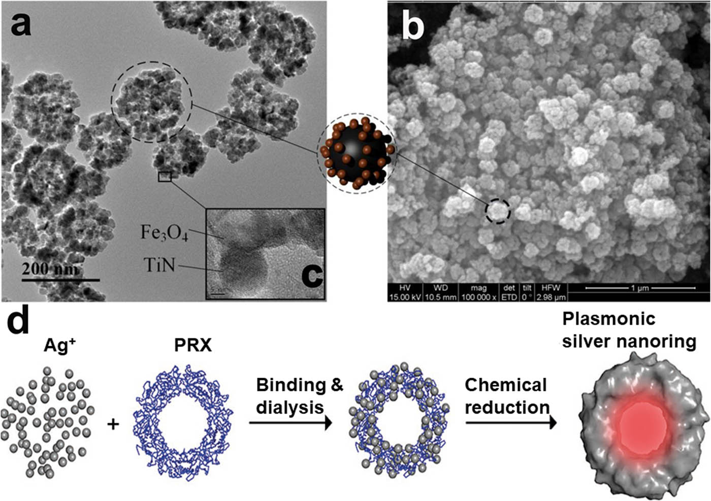 Figure 5 
                     (a–c): (a) TEM, (b) SEM, and (c) HRTEM images of Fe3O4/TiN NPs (the dashed circle encircles a nanosphere), reproduced with permission [126]. Copyright 2018, Elsevier. (d) Synthesis flowchart of PRX–Ag NRs, reproduced with permission [129]. Copyright 2020, Wiley.
                  