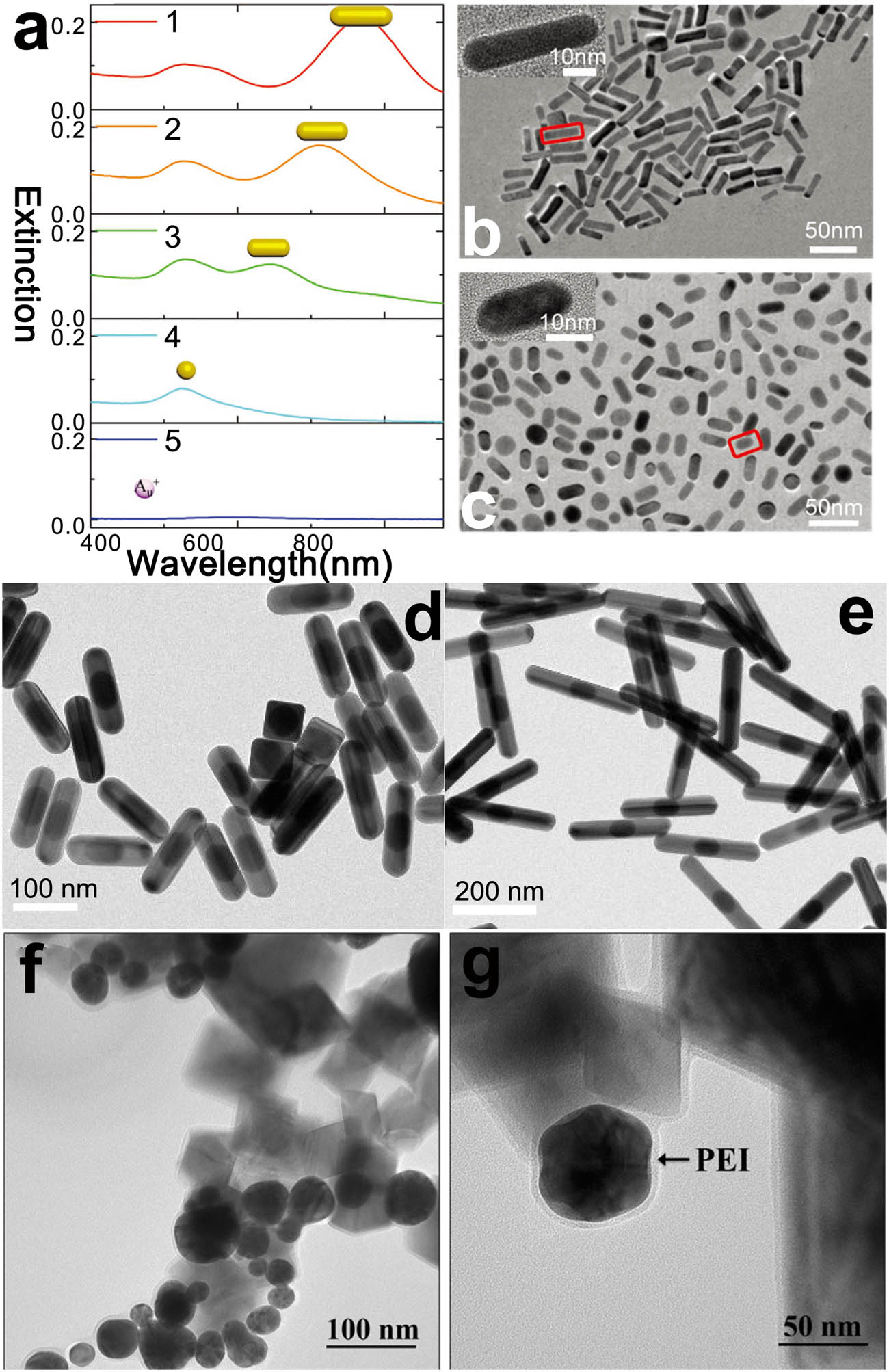 Figure 6 
                     (a) Extinction spectra acquired for increasing irradiation times (0 min for curve 1, 90 min for curve 2, and 180 min for curve 3). (b) TEM images of the Au NRs were taken before oxidation and (c) after 180-min-long oxidation. The scale bars in the insets of (b) and (c) are 10 nm. Reproduced with permission [131]. Copyright 2018, Royal Society of Chemistry. (d and e) TEM image of an Au-bead@Ag NR. (d) Aspect ratio: 2.8 ± 0.2. (e) Aspect ratio: 6.0 ± 0.3. Reproduced with permission [133]. Copyright 2018, American Chemical Society. (f and g) TEM images of Fe3O4@PEI-Au@PEI. Reproduced with permission [134]. Copyright 2019, Springer Nature.
                  