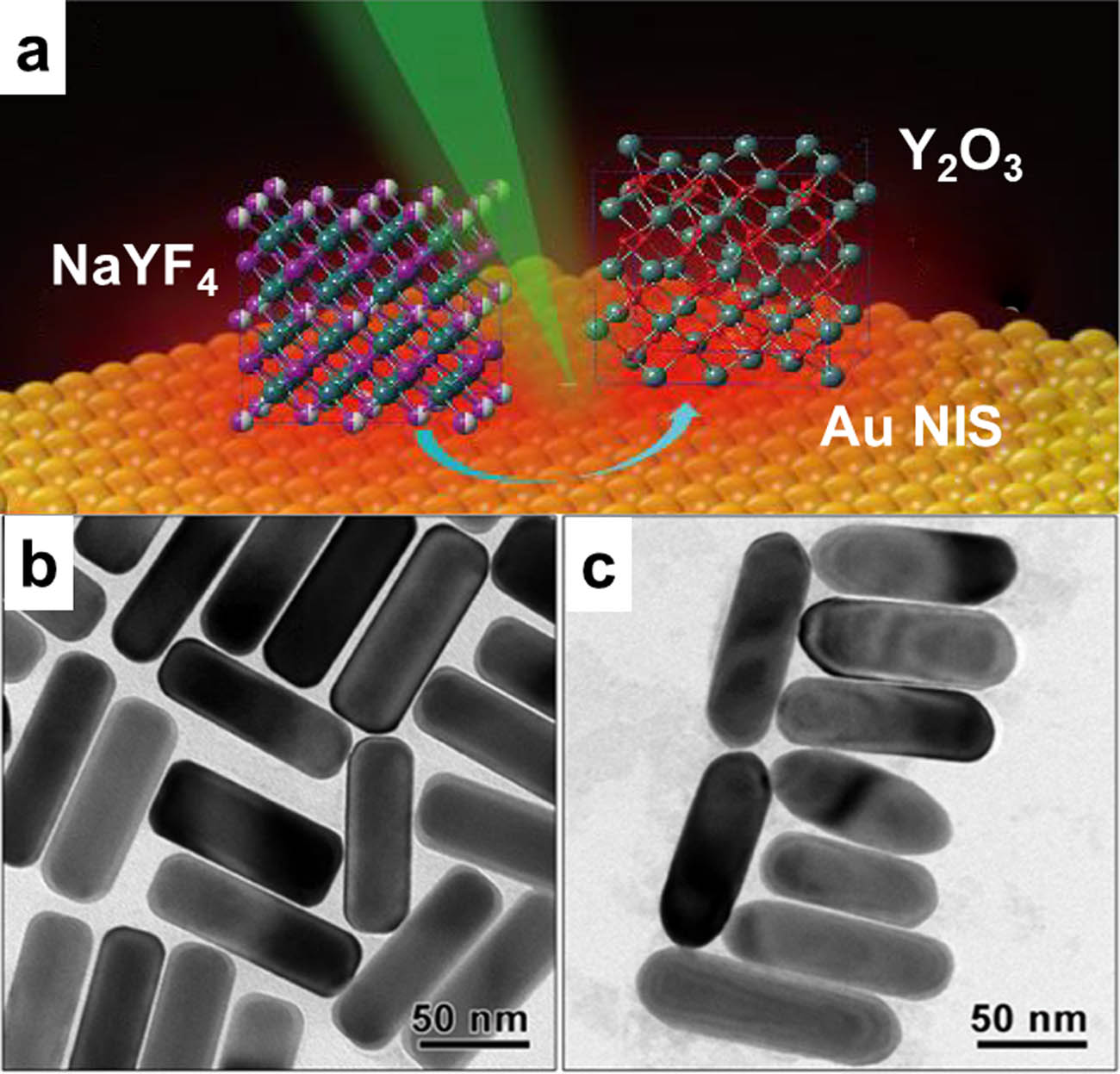 Figure 7 
                     (a) Schematic of the fast transformation of RE3+-doped luminescent crystals with plasmonic Au NIs. Reproduced with permission [152]. Copyright 2020, Royal Society of Chemistry. (b and c) TEM images of original Au@Ag NRs-2.5 and fully alloyed AuAg NRs-2.5. Reproduced with permission [148]. Copyright 2018, American Chemical Society.
                  