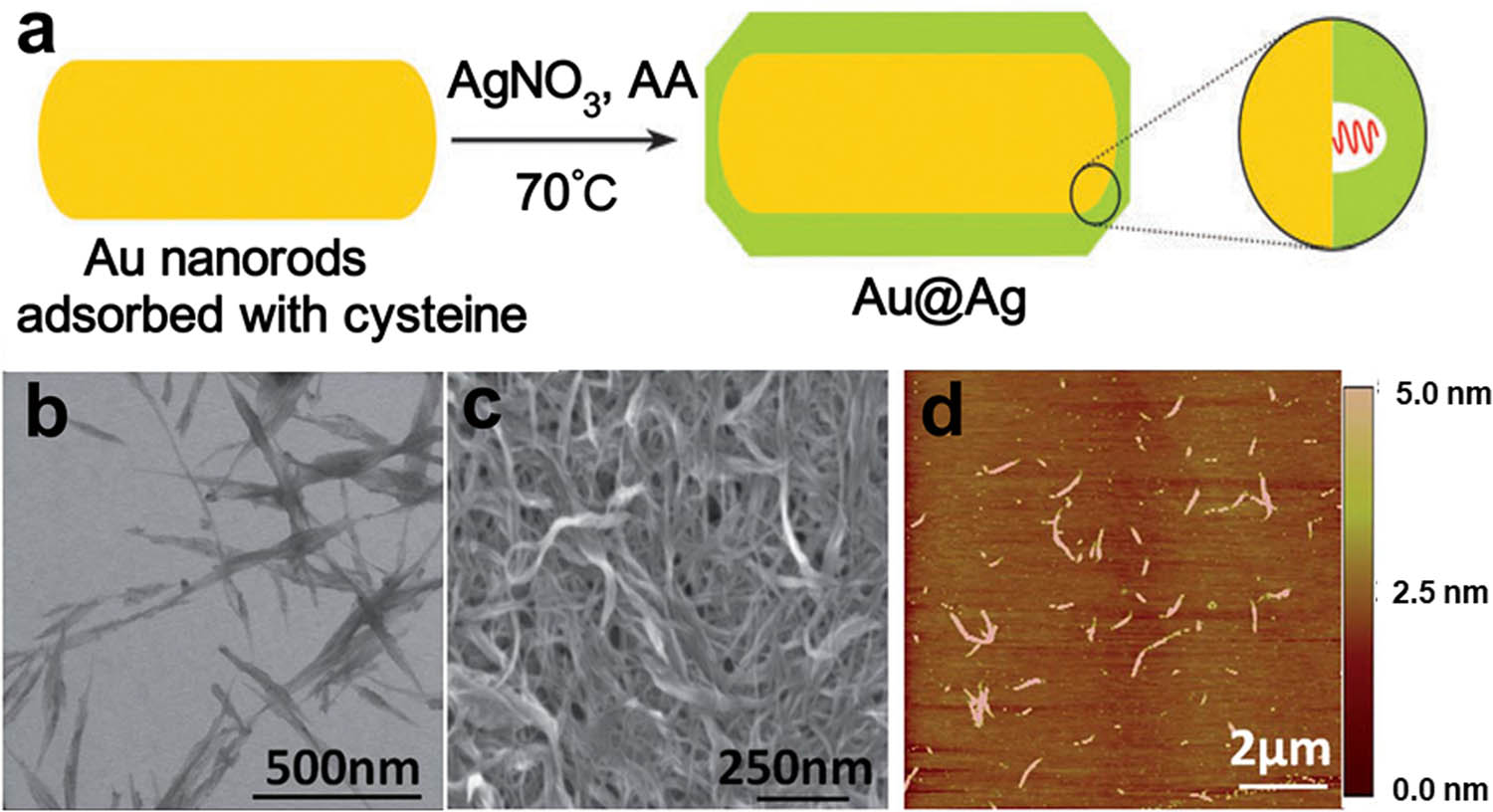 Figure 8 
                  (a) Schematic of the preparation method. (b–d) STEM, SEM, and atomic force microscopy (AFM) images of SWNT/PL–PEG–COOHs, respectively. Reproduced with permission [164]. Copyright 2016, Springer Nature. (b–d) STEM, SEM, and AFM images of SWNT/PL– PEG–COOHs, respectively. Reproduced with permission [165]. Copyright 2016, Royal Society of Chemistry.
               