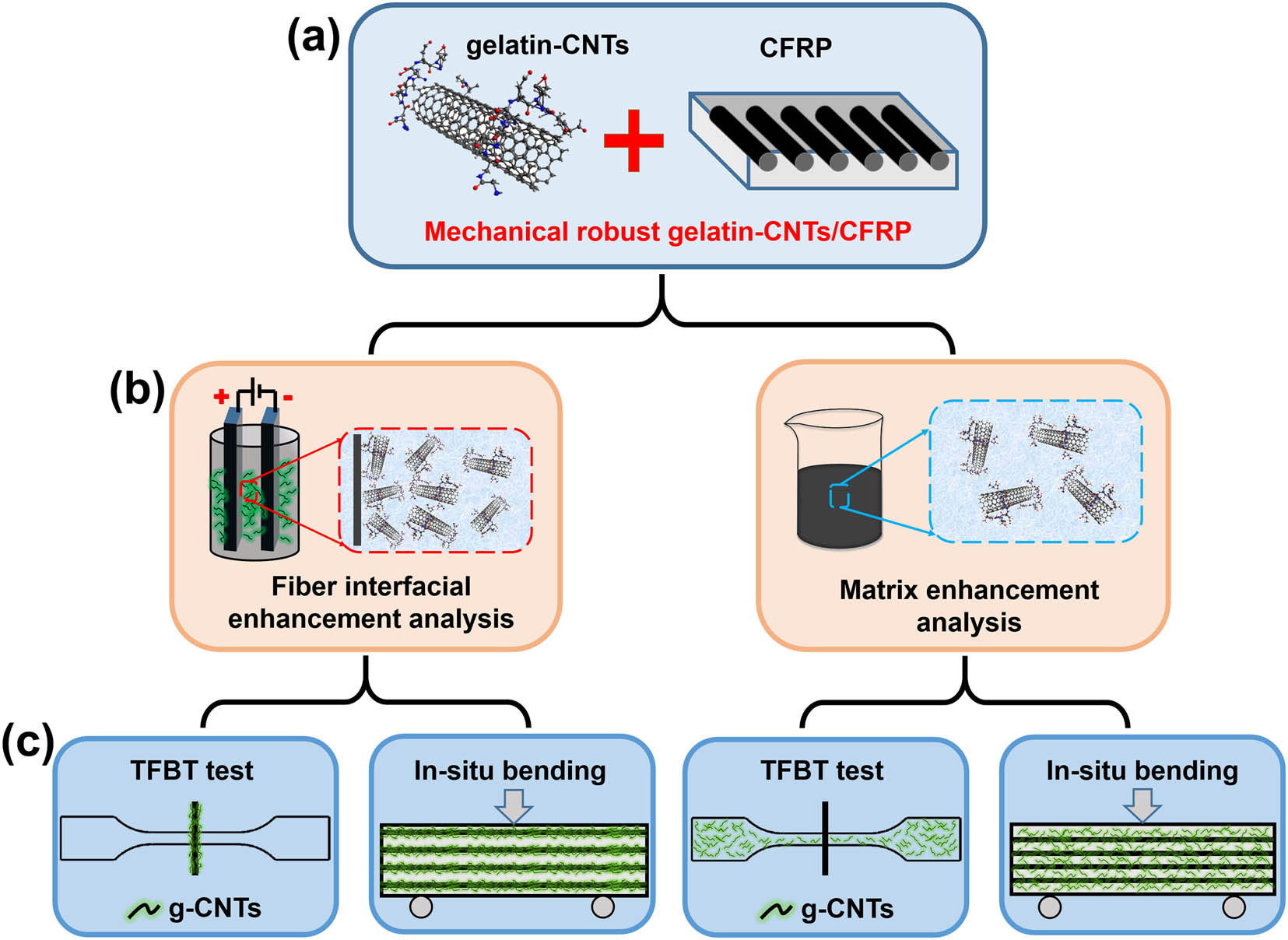 Figure 1 
                  Mechanical robust gelatin-CNTs/CFRP composite (a); two routes for g-CNTs to enhance CFRP composite (b); experiments to test the strengthening effect from fiber interfacial enhancement and matrix enhancement (c).
               