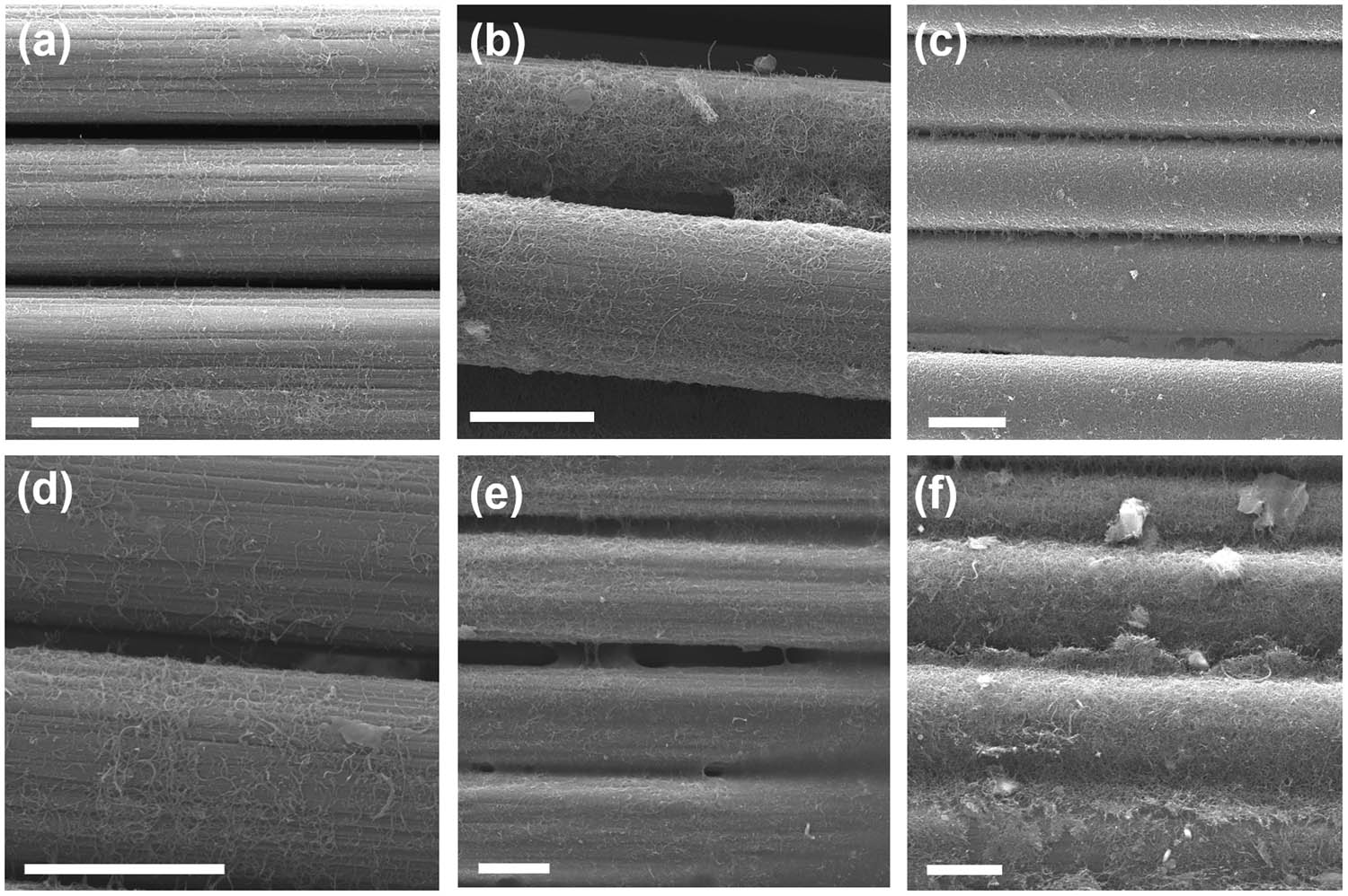 Figure 3 
                  SEM images of carbon fiber morphology with various EPD duration time: g-CNTs (a)–(c) and C-CNTs (d)–(f) for 1, 2, and 5 min, respectively. The concentration and applied voltage strength are 0.1 mg/min and 10 V/cm, respectively. All the scale bar is 5 µm.
               