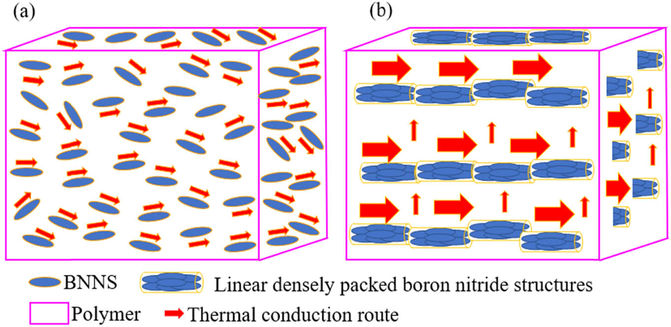 Figure 6 
                  Schematic illustrations of thermal conduction routes in polymer composites reinforced by (a) randomly distributed BNNS and (b) oriented linear densely packed BN structure. The larger arrows indicate that the thermal conduction is more efficient than that of the smaller arrows.
               