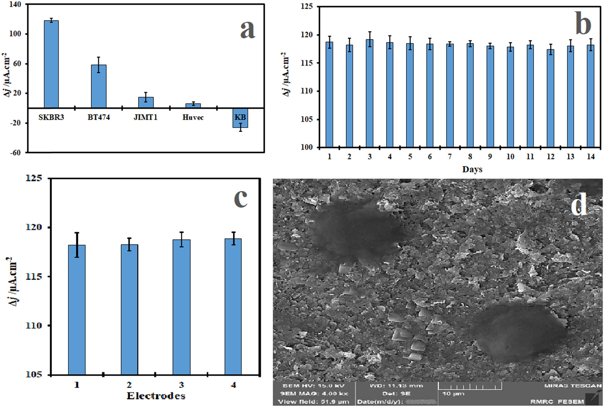Figure 8 
                     (a) The selectivity of g-aptasensor in contact with 5.0 × 104 cells/mL from SKBR3, BT-474, JIMT1, Huvec, and KB cell lines, individually, (b) stability of g-aptasensor for detecting of 5.0 × 104 cells/mL SKBR3 cells within 14 days, (c) reproducibility of g-aptasensor for detecting of 5.0 × 104 cells/mL SKBR3 cells with 4 electrodes, separately; each measurement was repeated at least 3 times. (d) FE-SEM images of SKBR3 cells on the surface of g-aptasensor.
                  