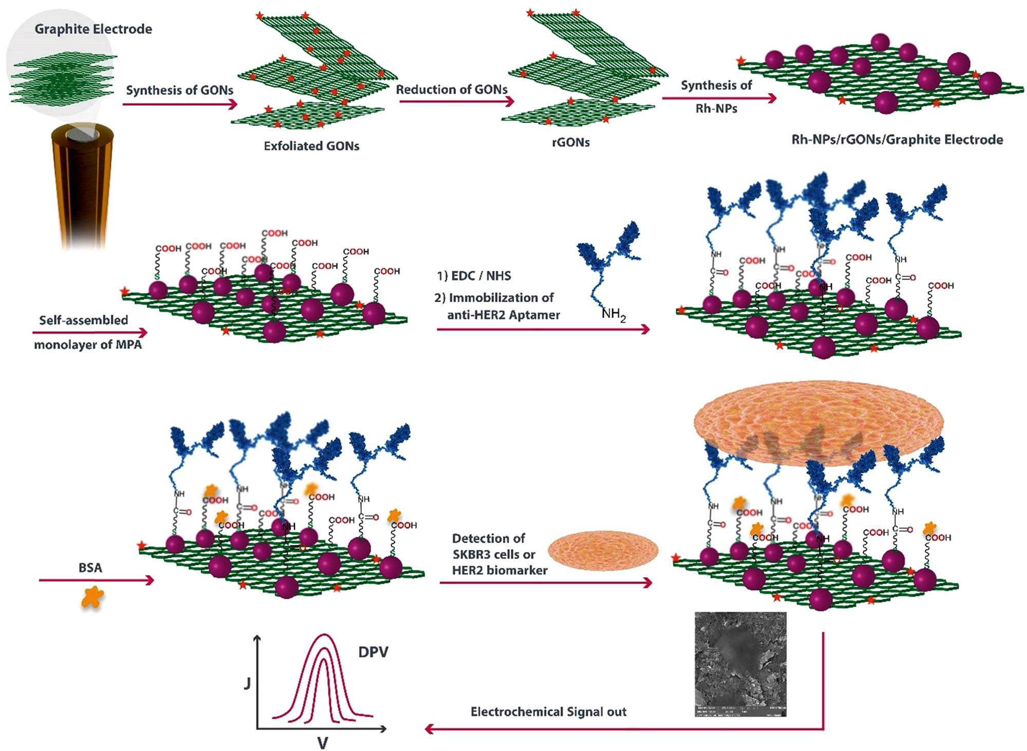 Scheme 1 
               Schematic presentation of fabrication process of g-aptasensor for detecting HER2 tumor marker: (i) the synthesis of rGONs, (ii) the synthesis of Rh-NPs, (iii) the immobilization of anti-HER2 aptamer strands, and (iiii) the detection of HER2+ BC cell using the proposed g-aptasensor.
            