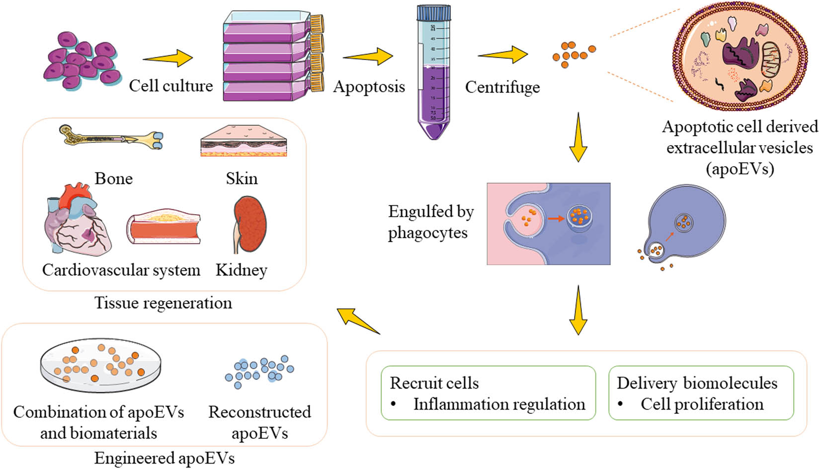 Figure 1
The production, isolation, functions and applications of apoptotic cell-derived extracellular vesicles (apoEVs). The culture medium of apoptotic cells was collected and centrifuged to obtain apoEVs. By recruiting targeting cells and delivering biomolecules, apoEVs promote cell proliferation and regulate inflammation, thus being applied in tissue regeneration. ApoEVs are modified to function in broader fields as well.