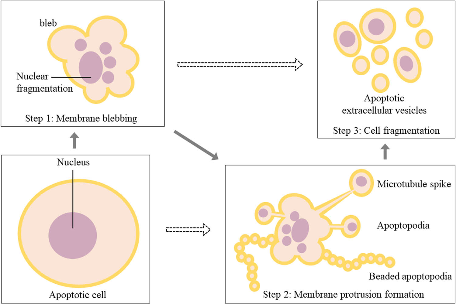 Figure 3
Morphological changes of apoptotic cells in the biogenesis of apoEVs. It could be described as three steps with corresponding morphological changes: plasma membrane blebbing, membrane protrusions formation, and cell fragmentation. In step 2, different protrusions might be generated, including microtubule spike, apoptopodia, and beaded apoptopodia. Dotted arrows mean that apoEVs can be generated by some specific cells without step 1 or step 2.