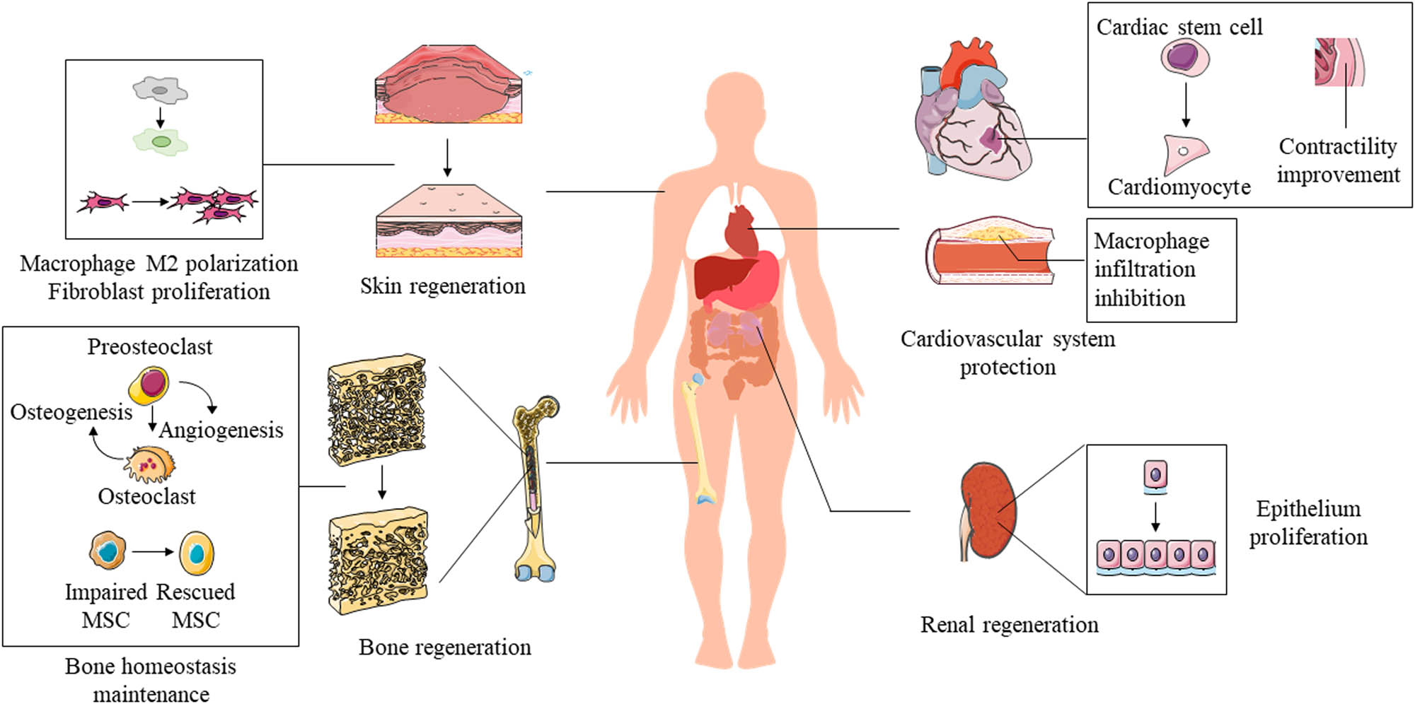 Figure 5
Therapeutic effects of apoEVs in regeneration of the skin, bone, cardiovascular system, and kidneys.