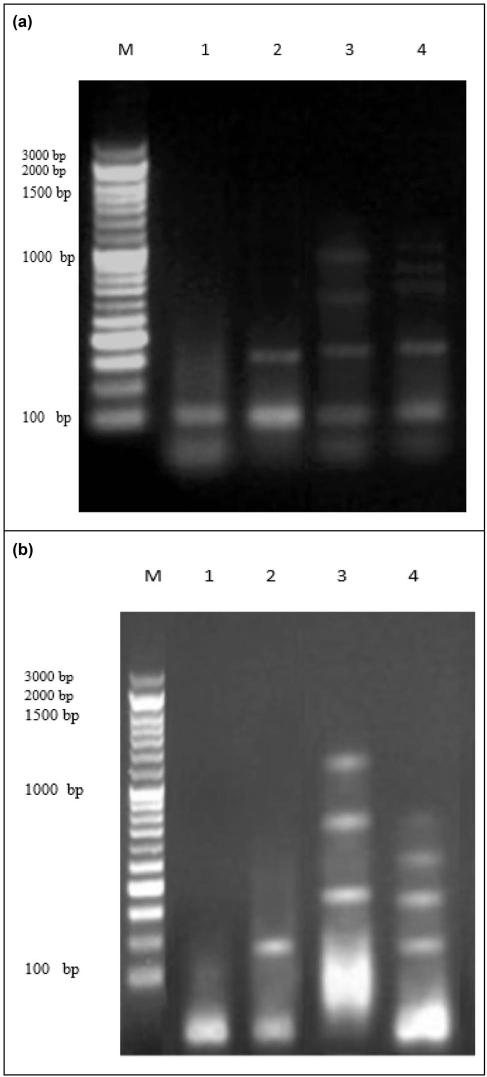 Figure 6 
                     (a) DNA fragmentation detected with agarose gel in lung cancer cell lines treated with SFB, SFB-NPs, DOX. M: represent DNA marker, lanes 1: represents cancer cell lines (−ve), lane 2: represents SFB-A549, lane 3: represents SFB-NPs-A549, lane 4: represents DOX (+ve) cancer. (b) DNA fragmentation detected with agarose gel in breast cancer cell lines treated with SFB, SFB-NPs, Tam. M: represent DNA marker, lanes 1: represents cancer cell lines (−ve), lane 2: represents SFB, lane 3: represents SFB-NPs, lane 4: represents Tam (+ve) MCF-7.
                  