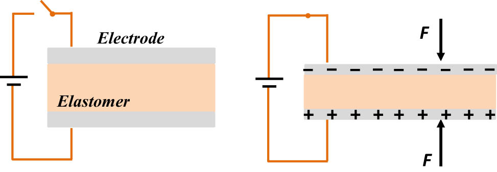 Figure 1 
               Actuation mechanism of DE materials.
            