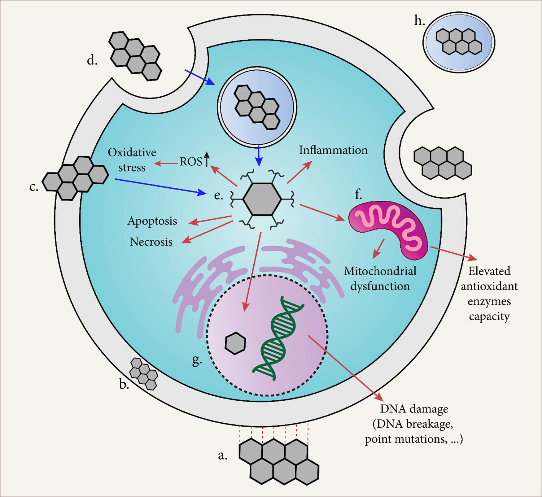 Figure 4
(a) Formation of hydrophobic bonds between graphene and the cell membrane; (b) localization of graphene between phospholipidic layers of the membrane; (c) cutting through the cell membrane with sharp graphene edges; (d) entering of graphene into cell plasma through the formation of endosomes; (e) internalization of graphene inside the plasma and induction of cytotoxicity via different pathways; (f) internalization of graphene inside mitochondria and inducing mitochondria-mediated toxicity; (g) internalization of graphene inside the nucleus and induction of genotoxicity; and (h) internalization of graphene inside exosomes.