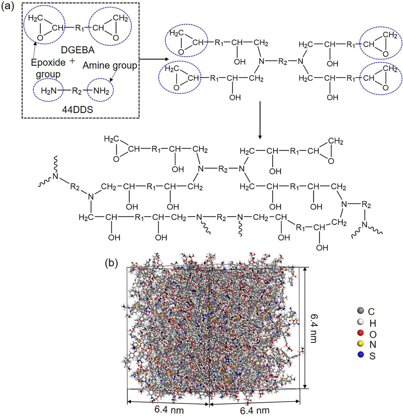 Figure 2 
                  (a) Mechanism of cross-linking reaction between DGEBA and curing agent 44DDS. Parts of epoxy groups are open and activated to react with amine primary hydrogens in 44DDS resulting in the formation of secondary amine. The secondary amine can continue to react with opened epoxy groups. Finally, a cross-linked structure through the reaction between the open epoxy group in DGEBA and amine groups in 44DDS is formed. (b) The cross-linked epoxy structure.