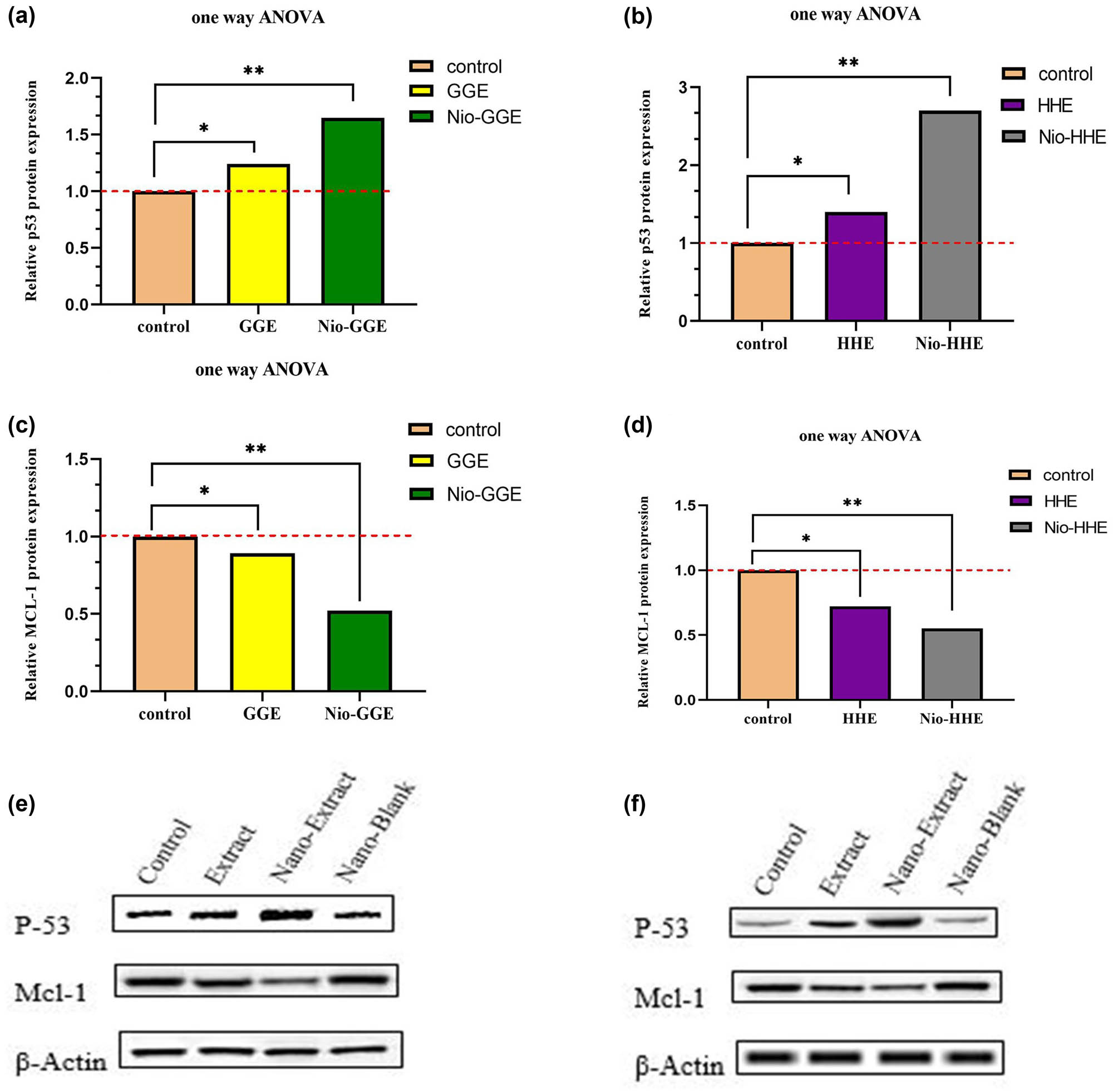 Figure 11 
                  (a) Changes in expression of p53 protein in MCF-7 cells after treatment with GGE and Nio-GGE. (b) Changes in expression of p53 protein in MCF-7 cells after treatment with HHE and Nio-HHE. (c) Changes in expression of MCL-1 protein in MCF-7 cells after treatment with GGE and Nio-GGE. (d) Changes in expression of MCL-1 protein in MCF-7 cells after tratment with HHE and Nio-HHE. (e) Gel retardation assay to evaluate the genes expression in MCF-7 cells after treatment with GGE and Nio-GGE. (f) Gel retardation assay to evaluate the gene expression in MCF-7 cells after treatment with HHE and Nio-HHE. ns: no significant difference. *, **: P-value <0.05.
               