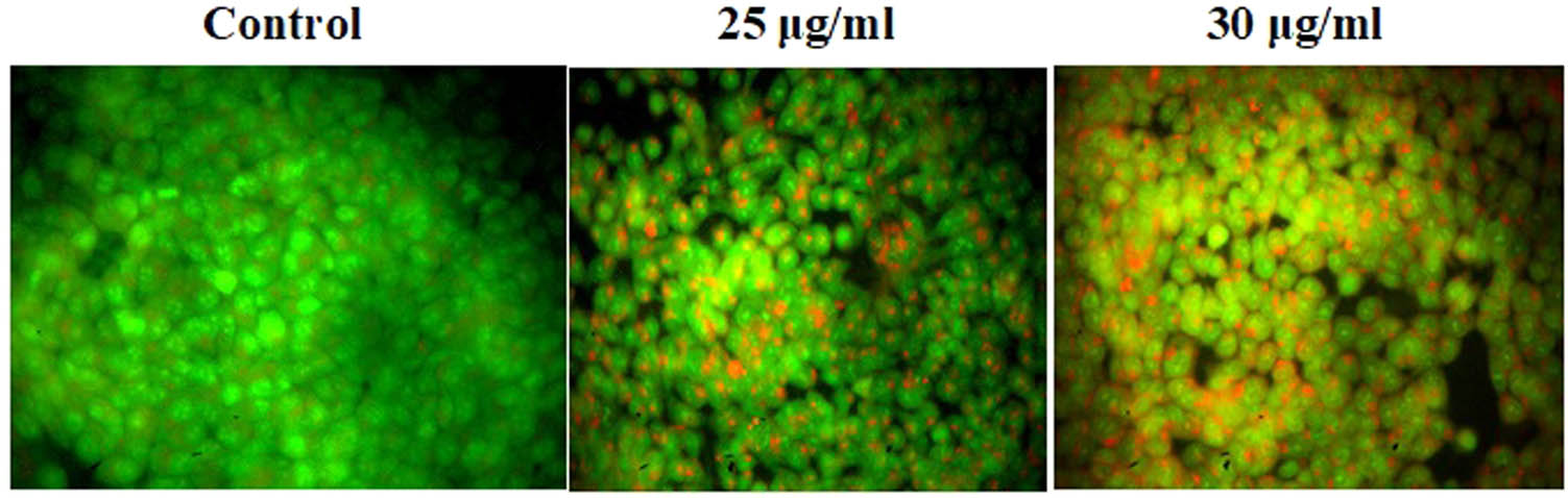 Figure 8 
                  Induction of apoptosis as a result of CuO NPs treatment in HCT-116 cells.
               